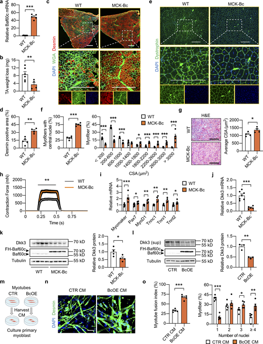 Dkk3 blockade by myocyte-specific Baf60c overexpression promotes muscle regeneration. (a) qPCR analysis of Baf60c gene expression in Quad muscle from WT and MCK-Baf60c (MCK-Bc) mice (n = 5–7 mice per group). ***P < 0.001; two-tailed unpaired Student’s t test. (b) TA weight loss in WT and MCK-Bc mice at 7 dpi (n = 4–6 mice per group). **P < 0.01; two-tailed unpaired Student’s t test. (c) Representative immunofluorescence images on Desmin (red), WGA (green), and DAPI (blue) of TA muscle cross-sections from WT and MCK-Bc mice at 7 dpi. Scale bar: 400 μm. (d) Quantification of the percentage of Desmin positive area as described in c (n = 4–5 mice per group). **P < 0.01; two-tailed unpaired Student’s t test. (e) Representative immunofluorescence images on Dystrophin (green) and DAPI (blue) of TA muscle cross-sections from WT and MCK-Bc mice at 14 dpi. Scale bar: 200 μm. (f) The percentages of myofibers with central nuclei (left), and the percentage distribution of myofiber CSA (right) as described in e (n = 4–5 mice per group). *P < 0.05, ***P < 0.001; two-tailed unpaired Student’s t test. (g) Representative H&E staining (left) and average CSA (right) of TA muscles from WT or MCK-Bc mice at 14 dpi (n = 4 mice per group). Scale bar: 100 μm. *P < 0.05; two-tailed unpaired Student’s t test. (h) Measurement of muscle tetanic contraction of TA muscles from WT and MCK-Bc mice at 14 dpi (n = 5–6 per group). **P < 0.01; AUC for each mouse from WT and MCK-Bc group was analyzed with two-tailed unpaired Student’s t test. (i) qPCR analysis of muscle differentiation-related genes in WT and MCK-Bc mice at 3 dpi (n = 4–6 mice per group). *P < 0.05, **P < 0.01, ***P < 0.001; two-tailed unpaired Student’s t test. (j) qPCR analysis of Dkk3 gene expression in WT and MCK-Bc mice Quad muscle (n = 5–7 mice per group). ***P < 0.001; two-tailed unpaired Student’s t test. (k) Immunoblots (left) and quantification of relative Dkk3 protein levels (right) of total Quad muscle protein lysates from WT and MCK-Bc mice (n = 4 mice per group). *P < 0.05; two-tailed unpaired Student’s t test. (l) Immunoblots of Dkk3 protein in the supernatant and Baf60c protein in the whole cell protein lysates of C2C12 myotubes stably transduced with control retroviral vector (CTR) or retroviral vector expressing Baf60c (BcOE; left) and quantification of relative Dkk3 protein levels in the supernatant (right; n = 3 biological replicates). **P < 0.01; two-tailed unpaired Student’s t test. (m) Schematic outline for CM harvested from C2C12 myotubes as described in l to treat primary myoblasts derived from freshly isolated single myofibers. (n) Representative immunofluorescence images on Desmin (green) and DAPI (blue) of primary myoblasts treated with CM harvested from CTR or BcOE C2C12 myotubes. Scale bar: 50 μm. (o) Quantification of myotube fusion index and differentiation as described in n. Dots represent independent biological replicates (n = 5 per group). Data are representative of two independent experiments. *P < 0.05, **P < 0.01, ***P < 0.001; two-tailed unpaired Student’s t test. All values represent mean ± SEM. All experimental data were verified in at least two independent experiments. Source data are available for this figure: SourceData F5.