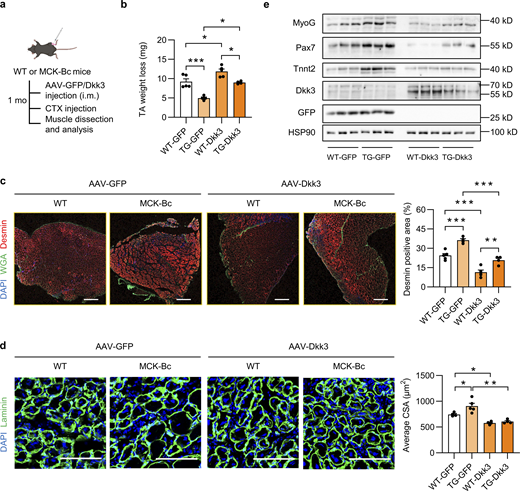 Local intramuscular Dkk3 overexpression abolishes the beneficial effect of MCK-Bc on muscle regeneration. (a) Schematic representation of mouse model using AAV system to achieve local intramuscular GFP or Dkk3 overexpression in WT and MCK-Bc mice and the following experimental setup. (b) TA weight loss in indicated groups at 5 dpi (n = 4–5 mice per group). *P < 0.05, ***P < 0.001; one-way ANOVA with multiple comparisons. (c) Representative immunofluorescence images (left) on Desmin (red), WGA (green), and DAPI (blue), and quantification (right) of the percentage of Desmin positive area percentage of TA muscle cross-sections from indicated groups at 5 dpi. Scale bar: 400 μm. ***P < 0.001; one-way ANOVA with multiple comparisons. (d) Representative immunofluorescence images (left) of laminin (green) and DAPI (blue) and average CSA (right) of TA muscle cross sections from indicated groups (n = 4–5 mice per group; at least three sections/mouse were calculated). *P < 0.05, **P < 0.01; one-way ANOVA with multiple comparisons. Scale bar: 100 μm. (e) Immunoblots of total protein lysates of TA muscles from indicated groups at 5 dpi. All values represent mean ± SEM. All experimental data were verified in at least two independent experiments. Source data are available for this figure: SourceData F6.