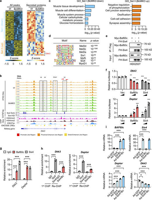 Baf60c physically interacts with Six4 to regulate Dkk3 expression. (a) Heatmap representation of the scaled, normalized read-counts (as Z-score) of all differential peaks (left) or differential peaks near the top 10 upregulated and top 10 downregulated genes encoding secreted-proteins (labeled in Fig. 2 e; right) regulated by BcMKO in Quad muscles as revealed by ATAC-Seq (|log2FC| > 0.5, P < 0.05, n = 6 mice per group). Peaks in Set I and Set II were down-upregulated or upregulated in BcMKO muscles compared to f/f control mice. (b) Representative browser tracks of ATAC-Seq displaying Dkk3 gene locus regulated by BcMKO in Quad muscles as described in a. CUT&Tag-Seq tracks of Six4 in C2C12 myotubes stably transduced with retroviral vectors expressing Scramble shRNA (Six4 Scrb) or Six4 targeting shRNA to knock down Six4 expression (Six4 KD), and ChIP-Seq tracks of H3K4me3, H3K4me2, and H3K27ac, as well as ENCODE annotated CREs are also displayed. (c) GO analysis of genes annotated from differential peaks of Set I and Set II as described in a. Most significant and nonredundant biological processes with −log10 (P value) are shown. (d) Known motif analysis of differential ATAC-Seq peaks in Quad muscles between f/f and BcMKO mice (|log2FC| > 1, P < 0.05). Consensus muscle-related motif (Motif), transcription factor names (Name), and −log10 (P value) are shown. (e) Physical interaction between Baf60c and Six4 in transiently transfected HEK293T cells. IP, immunoprecipitation; Myc-Baf60c, Myc-tagged Baf60c; FH-Six4, Flag HA-tagged Six4. (f) Dual luciferase reporter assay with PGL3 basic constructs containing Dkk3 or Deptor promoters (n = 3 biological replicates). *P < 0.05, **P < 0.01, ***P < 0.001; one-way ANOVA with multiple comparisons. (g) Chromatin immunoprecipitation (ChIP) assay in C2C12 myotubes using antibodies against Baf60c, Six4, or control IgG (n = 3 technical replicates). ***P < 0.001; one-way ANOVA with multiple comparisons. (h) ChIP-ReChIP assay in C2C12 myotubes. The first ChIP assay was performed using antibodies against Six4 or control IgG in chromatin lysates from C2C12 myotubes. The second ChIP (ReChIP) assay was performed using antibodies against Baf60c or control IgG in ChIP samples using the antibody against Six4 from the first ChIP assay (n = 3 technical replicates). ***P < 0.001; one-way ANOVA with multiple comparisons. (i) qPCR analysis of BAF60c, Six4, Deptor, and Dkk3 gene expression in C2C12 myotubes infected with adenoviruses expressing GFP (Ad-GFP), Six4 (Ad-Six4), and BAF60c (Ad-Bc; n = 3 biological replicates). *P < 0.05, ***P < 0.001; one-way ANOVA with multiple comparisons. Data are shown as mean ± SD (g and h) or mean ± SEM (f and i) and are representative of at least two independent experiments. Source data are available for this figure: SourceData F7. Refer to the image caption for details.