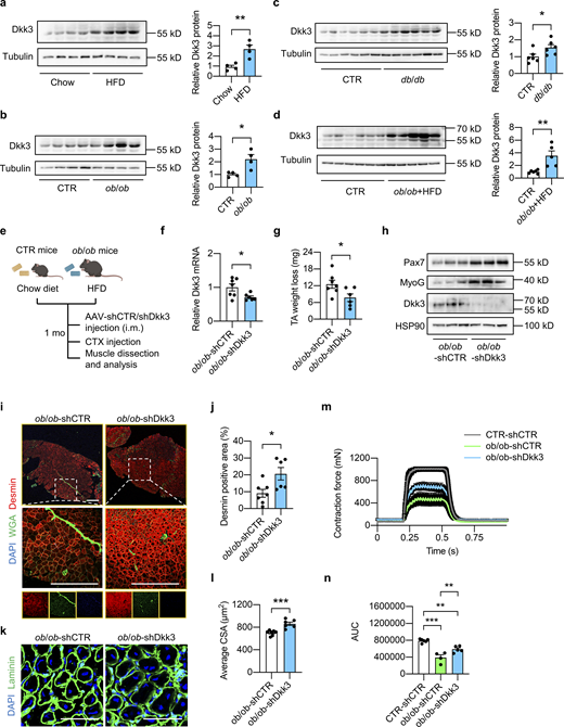 Elevation of Dkk3 expression in skeletal muscle contributes to the declined muscle regeneration capacity in obese and diabetic mice. (a) Immunoblots (left) and quantification of relative Dkk3 protein levels (right) of total Quad muscle protein lysates from HFD-fed WT mice and their respective chow diet-fed control (n = 4 mice per group). HFD, high-fat diet. **P < 0.01; two-tailed unpaired Student’s t test. (b) Immunoblots (left) and quantification of relative Dkk3 protein levels (right) of total Quad muscle protein lysates from ob/ob mice and their respective controls (n = 4 mice per group). *P < 0.05; two-tailed unpaired Student’s t test. (c) Immunoblots (left) and quantification of relative Dkk3 protein levels (right) of total Quad muscle protein lysates from db/db mice and their respective controls (n = 6 mice per group). *P < 0.05; two-tailed unpaired Student’s t test. (d) Immunoblots (left) and quantification of relative Dkk3 protein levels (right) of total Quad muscle protein lysates from HFD-fed ob/ob mice and their respective controls (n = 5–6 mice per group). **P < 0.01; two-tailed unpaired Student’s t test. (e) Schematic depicting mouse models using AAV i.m. injection to achieve Dkk3 knockdown in TA muscles in chow diet-fed lean control (CTR) mice and HFD-fed ob/ob mice. (f) qPCR analysis of Dkk3 gene expression in AAV-shCTR or AAV-shDkk3 injected TA muscles in ob/ob mice (n = 6–7 mice per group). *P < 0.05; two-tailed unpaired Student’s t test. (g) TA weight loss in AAV-shCTR or AAV-shDkk3 injected ob/ob mice at 7 dpi (n = 6–7 mice per group). *P < 0.05; two-tailed unpaired Student’s t test. (h) Representative immunoblots of total TA muscle protein lysates from AAV-shCTR or AAV-shDkk3 i.m. injected ob/ob mice at 7 dpi. (i) Representative immunofluorescence images of Desmin (red), WGA (green), and DAPI (blue) in TA muscle cross-sections from AAV-shCTR or AAV-shDkk3 i.m. injected ob/ob mice at 7 dpi. Scale bar: 400 μm. (j) Quantification of the percentages of Desmin positive area in TA muscle cross-sections from AAV-shCTR or AAV-shDkk3 injected ob/ob mice as described in i (n = 6–7 mice per group). *P < 0.05; two-tailed unpaired Student’s t test. (k) Representative immunofluorescence images of laminin (green) and DAPI (blue) of TA muscle cross sections from AAV-shCTR or AAV-shDkk3 injected ob/ob mice at 7 dpi. Scale bar: 100 μm. (l) Average CSA of TA muscles described in k (n = 6–7 mice per group; at least three sections/mouse). ***P < 0.001; two-tailed unpaired Student’s t test. (m) Measurement of muscle tetanic contraction of TA muscles from AAV-shCTR-injected CTR and AAV-shCTR/shDkk3-injected ob/ob mice at 14 dpi (n = 4–6 per group). (n) Comparison of muscle tetanic contraction of TA muscles by calculating the AUC of each mouse from shCTR-injected CTR and shCTR/shDkk3-injected ob/ob group described in m. **P < 0.01, ***P < 0.001; one-way ANOVA with multiple comparisons. All values represent mean ± SEM. All experimental data were verified in at least two independent experiments. Source data are available for this figure: SourceData F8. Refer to the image caption for details.