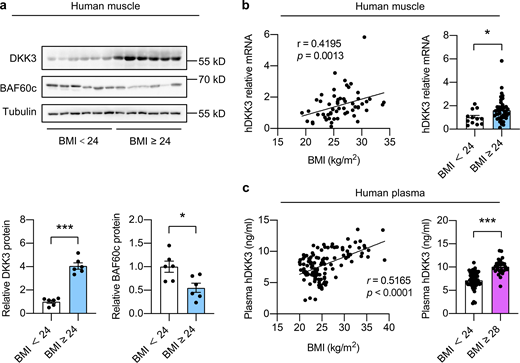 Skeletal muscle expression and circulation levels of DKK3 are elevated in obese human subjects. (a) Immunoblots (upper) and quantification of relative DKK3 and BAF60c protein levels (lower) of human skeletal muscle protein lysates. For BMI < 24, n = 6 biological independent samples; for BMI ≥ 24, n = 6 biological independent samples. BMI, body mass index. *P < 0.05, ***P < 0.001; two-tailed unpaired Student’s t test. (b) Correlation between relative DKK3 mRNA levels in human skeletal muscles and BMI as analyzed by Spearman correlation analysis (left). Relative DKK3 mRNA levels in muscles from human subjects (BMI ≥ 24 vs. BMI < 24; right). For BMI < 24, n = 44 biological independent samples; for BMI ≥ 24, n = 12 biological independent samples. *P < 0.05; two-tailed unpaired Student’s t test. (c) Correlation between plasma DKK3 levels and BMI in human subjects as analyzed by Pearson correlation analysis (left). Plasma DKK3 levels in obese (BMI ≥ 28) and control (BMI < 24) human subjects (right). For BMI < 24, n = 51 biological independent samples; for 24 < BMI < 28, n = 38 biological independent samples; for BMI ≥ 28, n = 28 biological independent samples. ***P < 0.001, two-tailed unpaired Student’s t test. Source data are available for this figure: SourceData F9.