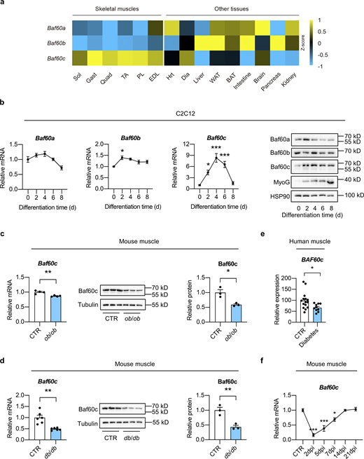 Identification of Baf60c as a potential regulator of muscle regeneration in obesity and T2D. (a) Heatmap representation of the scaled, normalized FPKM (as Z-score) of Baf60s genes in the indicated mouse tissues. The total RNA sample for each tissue was pooled from three C57BL6/J WT mice. Sol, soleus; Gast, gastrocnemius; Quad, quadriceps; TA, tibialis anterior; PL, plantaris; EDL, extensor digitorum longus; Hrt, heart; Dia, diaphragm; WAT, white adipose tissue; BAT, brown adipose tissue. (b) qPCR analysis of Baf60s gene expression (left) and representative immunoblots (right) of total cell lysates during differentiation of C2C12 myotubes (n = 4 biological replicates at each time point). *P < 0.05, ***P < 0.001; one-way ANOVA with multiple comparisons. (c) qPCR analysis of Baf60c gene expression (left; n = 4 mice per group), immunoblots (middle), and quantification of relative Baf60c protein level (right; n = 3 mice per group) of total Quad muscle protein lysates from ob/ob mice and their respective controls. *P < 0.05, **P < 0.01; two-tailed unpaired Student’s t test. (d) qPCR analysis of Baf60c gene expression (left; n = 6 mice per group), immunoblots (middle), and quantification of relative Baf60c protein level (right; n = 3 mice per group) of total Quad muscle protein lysates from db/db mice and their respective controls. **P < 0.01; two-tailed unpaired Student’s t test. (e) Relative BAF60c mRNA levels in human skeletal muscles. For non-diabetic control (CTR), n = 15 independent biological samples; for diabetes, n = 10 independent biological samples. *P < 0.05; two-tailed unpaired Student’s t test. (f) qPCR analysis of Baf60c gene in TA muscle from WT mice during the process of muscle regeneration (n = 3–4 mice at each time point). *P < 0.05, ***P < 0.001; one-way ANOVA with multiple comparisons. All values represent mean ± SEM. All experimental data were verified in at least two independent experiments. Source data are available for this figure: SourceData FS1. Refer to the image caption for details.