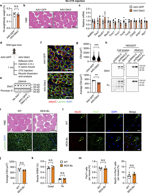Effects of Dkk3 overexpression on muscle regeneration and characterization of Baf60c transgene on non-regenerating skeletal muscles. (a–c) TA weight/body weight ratio (a), representative H&E staining of TA muscle cross-sections (b), and qPCR analysis of muscle differentiation-related genes (c) in AAV-GFP or AAV-Dkk3 i.m. injected mice under the normal physiological condition without CTX injection (n = 4 mice per group). Scale bar in b: 100 μm. N.S., not significant; two-tailed unpaired Student’s t test. (d) Schematic representation of mouse model using AAV to achieve GFP overexpression in TA muscle in one leg and Dkk3 overexpression in TA muscle in the contralateral leg in one mouse, and the following experimental setup. (e) Representative immunoblots of plasma samples from WT mice without (no AAV) or with AAV injection as described in d. Mouse plasma samples were filtered with the Amicon centrifugal concentrator with a 100 kD molecular weight cutoff (MWCO) prior to Western blotting analysis of Dkk3 (7.5 μl original plasma/lane). (f) Representative immunofluorescence images of eMyHC (red), laminin (green), and DAPI (blue) of AAV-GFP or AAV-Dkk3 injected TA muscle cross-sections. eMyHC, embryonic myosin heavy chain. Scale bar: 50 μm. (g) CSA distribution (upper) and average CSA (lower) of AAV-GFP or AAV-Dkk3 injected side TA muscles. Dots in the upper panel represent individual myofibers; dots in the lower panel represent four mice per group; at least three sections/mouse. **P < 0.01, ***P < 0.001; two-tailed unpaired Student’s t test. (h) Immunoblots of total protein lysates and conditioned medium from HEK293T cells transiently transfected with pcDNA3.0 or pcDNA3.0-Dkk3-Fc plasmids. (i) Representative H&E staining (upper) and immunofluorescence images (lower) of laminin (green) and DAPI (blue) of the non-regenerating TA muscle cross-sections from WT and MCK-Bc mice under the normal physiological condition without CTX injection. Scale bar: 100 μm for H&E staining, 200 μm for laminin staining. (j) Average CSA of TA muscles calculated using laminin/DAPI immunofluorescence staining images described in (i, lower panel; n = 4 mice per group; at least four sections/mouse). N.S., not significant; two-tailed unpaired Student’s t test. (k–m) Muscle weight/BW ratio (k), representative immunofluorescence images of MyoD (red), Pax7 (green), and DAPI (blue; l), percentage of Pax7+ nuclei to total DAPI+ nuclei (m, left) and percentage of MyoD+ cells in Pax7+ satellite cells (m, right) of TA muscle cross-sections from WT and MCK-Bc mice under the normal un-injury condition without CTX injection (n = 3–5 mice per group; atleast four sections/mouse). Scale bar: 20 μm. N.S., not significant; two-tailed unpaired Student’s t test. All values represent mean ± SEM. All experimental data were verified in at least two independent experiments. Source data are available for this figure: SourceData FS4.