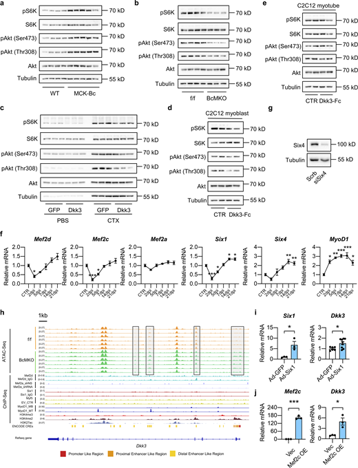 Effects of Baf60c-Dkk3 axis on the Akt/mTOR signaling pathway and validation of transcription factors mediating the regulation of Dkk3 expression by Baf60c in skeletal myocytes. (a) Immunoblots total protein lysates of CTX-injected TA muscles from WT and MCK-Bc mice at 5 dpi. (b) Immunoblots of total protein lysates of CTX-injected TA muscles from f/f and BcMKO mice at 5 dpi. (c) Immunoblots of total protein lysates of AAV-GFP or AAV-Dkk3 injected TA muscles following PBS or CTX injection at 5 dpi. (d) Immunoblots of total protein lysates of undifferentiated C2C12 myoblasts at 90–100% confluency treated with or without Dkk3-Fc protein for 30 min (n = 2 biological replicates). (e) Immunoblots of total protein lysate of fully differentiated C2C12 myotubes treated with or without Dkk3-Fc protein for 30 min (n = 2 biological replicates). (f) qPCR analysis of gene expression of indicated transcription factors (in Fig. 7 c) in TA muscles from WT mice during the process of muscle regeneration (n = 3–4 mice at each time point). *P < 0.05, **P < 0.01, ***P < 0.001; one-way ANOVA with multiple comparison. (g) Immunoblots of whole cell protein lysates from C2C12 myotubes stably transduced with retroviral vectors expressing Scramble (Scrb) shRNA or Six4 targeting shRNA (siSix4). (h) Genome browser track view of ATAC-Seq peaks of quadriceps muscles from f/f and BcMKO mice in Dkk3 gene locus. Chip-Seq peaks of Mef2d, Mef2a, Six1, Myf5, MyoD1, H3K4me3, H3K4me2, and H3K27ac, as well as Encyclopedia of DNA Elements annotated candidate regulatory elements (ENCODE CREs) are also displayed. EV_CTR, empty vector control; MB, myoblast; MT, myotube. (i) qPCR analysis of Six1 and Dkk3 gene expression in C2C12 myotubes infected with adenoviruses expressing GFP (Ad-GFP) or Six1 (Ad-Six1; n = 3 biological replicates). *P < 0.05; two-tailed unpaired Student’s t test. (j) qPCR analysis of Mef2c and Dkk3 gene expression in myotubes differentiated from C2C12 myoblasts stably transduced with retroviruses expressing vector control (Vec) or Mef2c (n = 3 biological replicates). *P < 0.05, ***P < 0.001; two-tailed unpaired Student’s t test. All values represent mean ± SEM. All experimental data were verified in at least two independent experiments. Source data are available for this figure: SourceData FS5.