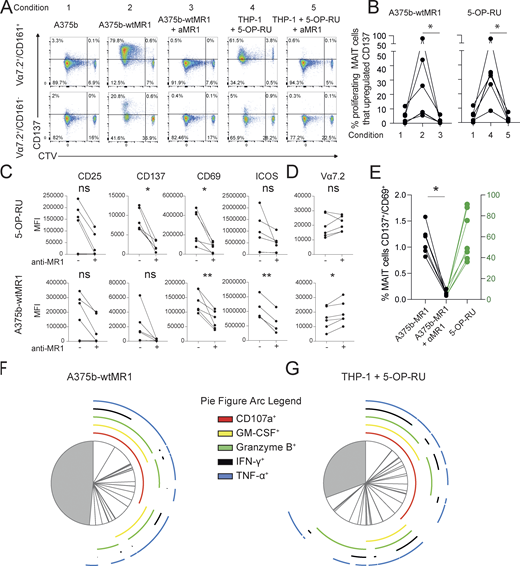 Self-reactivity and polyfunctionality of circulating MAIT cells from healthy donors. (A) CD137 expression by autoreactive MAIT cells expanded for 10 d. Proliferating and not proliferating MAIT (top row) or non-MAIT (bottom row) cells following stimulation with the indicated APCs ± anti-MR1 mAb (aMR1). MAIT cells (Vα7.2+/CD161+) proliferative status is revealed by CTV emission. Plots are representative of results obtained with six donors. (B) Summary of MAIT cell CD137 expression on proliferating cells (CTV dull) after rechallenge with the indicated condition (numbers as in panel A). Data were obtained from six donors. Statistical significance was determined using a one-way ANOVA with Friedman test, * P ≤ 0.05. (C) Effect of aMR1 mAb on surface expression of the indicated activation markers on CTV-dull MAIT cells stimulated with 5-OP-RU–pulsed THP-1 cells (top row) or with A375b-wtMR1 cells without exogenous antigens (bottom row). Median fluorescence intensity (MFI) is indicated ± aMR1 mAb. Data obtained from five donors. Statistical significance was determined using Student’s t test, * P ≤ 0.05, ** P ≤ 0.01. (D) Vα7.2 surface expression on MAIT cells stimulated with 5-OP-RU–pulsed THP-1 cells (top row) or with A375b-wtMR1 cells without exogenous antigens (bottom row). MFI is indicated ± aMR1 mAb. Data obtained from five donors. Statistical significance was determined using Student’s t test, * P ≤ 0.05. (E) Percentage of ex vivo MAIT cells from healthy donors double positive for CD137 and CD69 after overnight co-culture with A375b-MR1 cells ± aMR1 mAb. Stimulation with 5-OP-RU was used as positive control with the scale on the right-hand y-axis (green). Cells were pregated as CD3+/CD26+Vα7.2+/CD161+. Data are a summary of all five donors tested. Statistical significance was determined using Student’s t test, * P ≤ 0.05. (F and G) Average frequency of cells expressing one or more of the indicated activation-associated molecules within self-reactive MAIT cell lines stimulated with (F) A375b-wtMR1 cells or (G) 5-OP-RU–loaded THP-1 cells. Pie segments indicate cells positive for any combination of the indicated cytokines or activation markers. Pie arcs indicate the cytokine positivity of each segment. Data is averaged from five donors. Source data are available for this figure: SourceData F1.
