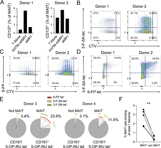 Crossreactivity of circulating MAIT cells from healthy donors. (A) Percentage of CD137+ MAIT cells following activation by A375b-MR1 cells ± aMR1 mAb. MAIT cell lines were previously generated from two donors by in vitro expansion with 5-OP-RU. (B) Plots of MAIT cell lines stained with MR1-3-F-SA tetramer vs. CTV. Cells were pregated on CD161+ cells. Data were obtained from a total of two donors. (C) Representative plots of MAIT cell lines stained with MR1-6-FP tetramer vs. CTV. Cells were pre-gated on CD161+ cells. Data was obtained from a total of two donors. (D) Populations of MAIT cells that are double positive for MR1-3-F-SA and MR1-6-FP tetramers in the same two donors (B–D). (E) Frequency of MR1-5-OP-RU, -6-FP, -3-F-SA, or -5-F-SA MR1 tetramer+ cells from two additional MAIT cell lines derived from the peripheral blood of donors 3 and 4. Pie segments indicate cells positive for any combination of the four tetramer sets. Pie arcs indicate the tetramer positivity of each segment. Percentages indicate the total number of cells positive for at least one tetramer. (F) Percentage of ex vivo MAIT cells from healthy donors stained with at least one of three tetramers: CD8-null MR1-3-F-SA, -5-F-SA, or -6-FP. MAIT cells were pregated on live CD3+/Vα7.2+/CD161+/CD26+ cells. Non-MAIT cells were pregated on live CD3+/Vα7.2− cells. Statistical significance was determined using Student’s t test, ** P ≤ 0.01. Source data are available for this figure: SourceData F3. Refer to the image caption for details.