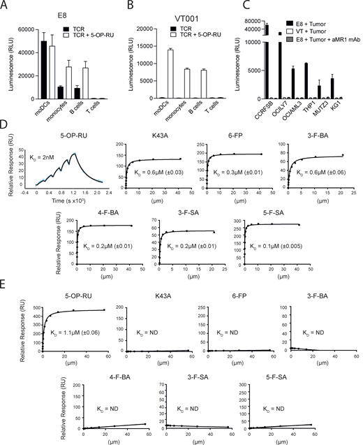 Broad self-reactivity and promiscuous recognition of MR1 ligands by the E8 TCR. (A) Recognition of primary immune cells in the absence (black bars) or presence (white bars) of 5-OP-RU by E8 TCR transduced NFAT-Luciferase TCR-null B2M knock-out Jurkat cells. (B) Recognition of primary immune cells in the absence (black bars) or presence (white bars) of 5-OP-RU by VT001 TCR-transduced NFAT-Luciferase TCR-null B2M knock-out Jurkat cells. (C) Recognition of lymphoma cell lines by NFAT-Luciferase TCR-null B2M knock-out Jurkat cells expressing the E8 TCR (black bars), the VT001 TCR (white bars), or the E8 TCR in the presence of blocking aMR1 mAb (gray bars). (A–C) Luminescence measured following NFAT-driven luciferase activity is shown as the cumulative relative luminescence units (RLU) data from three experiments with mean ± SD of duplicate cultures. (D) Binding affinities, as measured by surface plasmon resonance, of the E8 TCR interacting with wildtype MR1 refolded with the indicated range of MR1 ligands, and the empty MR1-K43A mutant. Dissociation constant values (KD) are indicated ± standard error. >150 μM: the measured KD of the TCR MR1 interaction >150 μM and therefore is unlikely to elicit a MAIT cell response. The very high binding affinity of the E8 TCR to MR1 5-OP-RU was measured using the BIAcore8K using single-cycle kinetic analysis. The remaining measurements were performed on a BiacoreT200 and the KDs were calculated using steady-state analysis. (E) Binding affinities, as measured by surface plasmon resonance, of the control AF-7 TCR interacting with wildtype MR1 refolded with the indicated range of MR1 ligands, and MR1-K43A. KD are indicated ± standard error. >150 μM: the measured KD of the TCR MR1 interaction was >150 μM and therefore is unlikely generate a MAIT cell response. Source data are available for this figure: SourceData F4. Refer to the image caption for details.