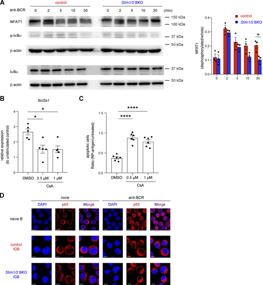 Bcl2a1 expression is regulated by NFAT1. (A) Naive B cells from control and Stim1/2 BKO mice were cultured with 1 ng/ml IL-4 on 40LB feeder cells for 6 days before stimulation with 10 µg/ml anti-IgM and anti-IgG. Western blot analysis of NFAT1, phosphorylated IκBα (p-IκBα) and total IκBα were performed at the indicated time points. β-actin was used as a loading control. Representative data from three independent experiments are shown on the left. Densitometric analysis of NFAT1 pooled from three independent experiments is shown on the right. *, P < 0.05 (two-way ANOVA). (B) qRT-PCR of mRNA encoding Bcl2a1 in iGB cells after stimulation with anti-IgG in the presence or absence of CsA, normalized to the expression of β-actin. Data are shown as relative expressions to unstimulated control. Data are presented as mean ± SEM of five measurements. Data are pooled from two independent experiments. *, P < 0.05 (ordinary one-way ANOVA). (C) Obtained Igκ-negative iGB cells from B1-8high B cells were stimulated with or without 4 µg/ml NP-Ficoll under the indicated concentration of CsA for 16 h. The ratio of apoptotic cells upon NP-Ficoll stimulation to untreated samples are shown. Data are presented as mean ± SEM of six measurements from two independent experiments. Each experiment was performed with pooled B cells from three mice. ****, P < 0.0001 (ordinary one-way ANOVA). (D) Naive B cells and obtained iGB cells from control and Stim1/2 BKO mice were stimulated with or without 10 µg/ml anti-IgM and anti-IgG for 3 h. The nuclear localization of NF-κB was assessed by confocal microscopy. Scale bar shows 5 μm. Representative data are shown from two independent experiments. Source data are available for this figure: SourceData F6.
