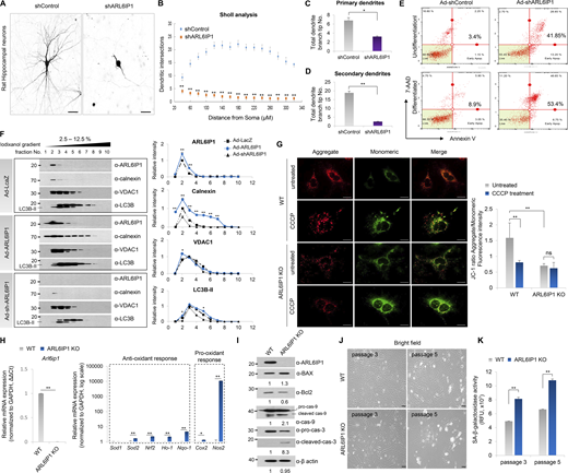 Induction of oxidative stress–induced cellular senescence by ARL6IP1 deficiency. (A) Representative dendritic arborization of primary rat hippocampal neurons after transfection with ARL6IP1-shRNA (shARL6IP1) and scramble shRNA (shControl) plasmids (600×; scale bar: 20 μm). (B) Sholl profiles show that dendritic arborization was attenuated by transfection of shARL6IP1. Means ± SEM of data from shControl and shARL6IP1 are shown (n = 10/group). (C and D) Numbers of primary and secondary dendrites were analyzed. Means ± SEM of data from shControl and shARL6IP1 neurons are shown (n = 10/group) and are analyzed using Student’s t test. (E) ReNcell CX was transduced with 100 MOI of adenovirus expressing ARL6IP1 shRNA (Ad-shARL6IP1) or scramble shRNA (Ad-shControl) 2 d after incubation in differentiation media (differentiated), and apoptotic cell death was assessed by Annexin V staining using MUSE cell analyzer. (F) Iodixanol density gradient analysis of ReNcell CX transduced with 100 MOI of adenovirus expressing ARL6IP1 (Ad-ARL6IP1) and Ad-shARL6IP1 (left). Quantitative data of intensity values of each protein using ImageJ v1.57 (right). (G) MMP was determined fluorometrically with JC-1 probe in ARL6IP1 WT or KO MEFs at three passages (left, 600×; scale bar: 20 μm). The ratio of red to green JC-1 fluorescence intensity was measured using a fluorescence microplate reader (right, green fluorescent JC-1 monomers, Ex/Em = 485/529 nm; red fluorescent JC-1 aggregates, Ex/Em = 485/590 nm). Data represent mean ± SD of triplicates and are analyzed using Student’s t test. (H) mRNA level of ROS-related genes quantified using RT-qPCR in ARL6IP1 WT and KO MEFs at three passages. Data represent mean ± SEM of triplicates. (I) Protein levels of apoptosis-related genes from ARL6IP1 WT and KO MEFs at three passages. (J) Representative bright field images of passage 3 and 5 cells are shown in ARL6IP1 WT and KO MEFs (200×; scale bar: 100 μm). (K) SA-β-Gal activity was measured in ARL6IP1 WT and KO MEFs at passages 3 and 5 using a fluorescence microplate reader (Ex/Em = 360/465 nm). Data represent mean values of triplicates ± SD. *P < 0.05; **P < 0.01; ns, not significant. Data represent averages of three independent biological replicates. Source data are available for this figure: SourceData F3.