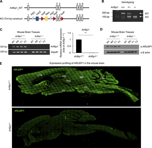 Figure S1. Refer to the image caption for details.