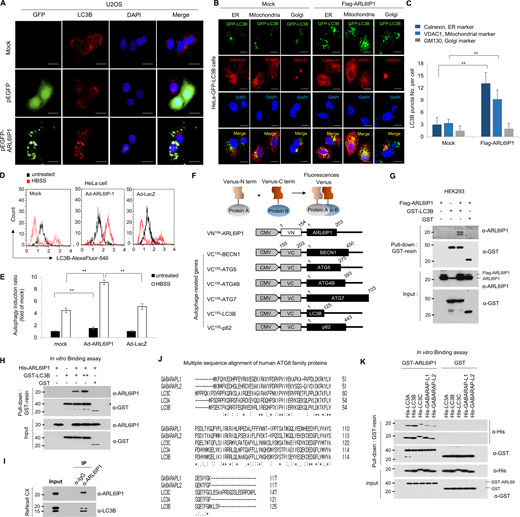 Activation of autophagy signal by ARL6IP1 via interaction with LC3B. (A) Immunofluorescence staining of ARL6IP1 and LC3B in U2OS cells transfected with pEGFP-tagged ARL6IP1 or pEGFP-empty vectors (600×; scale bars: 20 μm). (B) Immunofluorescence co-localization of LC3B puncta against calnexin, VDAC, and GM130 in HeLa cells expressing GFP-LC3B transfected with FLAG-tagged ARL6IP1 (600×; scale bars: 20 μm). (C) Quantification of LC3B puncta per organelle marker positive cell. Data represent mean ± SD of 10 images (**P < 0.01). Antibodies against the calnexin (endoplasmic reticulum), VDAC-1 (mitochondria), and GM130 (Golgi) used as organelle marker proteins. (D and E) HeLa cells were transduced with Ad-ARL6IP1 or Ad-LacZ at MOI 100, and incubated for 6 h in an HBSS medium, before using the Muse Autophagy LC3-antibody-based kit with the MUSE cell analyzer to detect autophagy. Cytofluorimetric plots of LC3B-II level quantified on a Muse cell analyzer. Data presented as mean values of triplicates ± SD (**P < 0.01). (F) Schematic representation of BiFC constructs involving ARL6IP1 and autophagy-related genes. (G) HEK293 cells transiently transfected with FLAG-tagged ARL6IP1 and GST-tagged LC3B or GST empty vectors (5 μg each). Interaction between exogenous ARL6IP1 and LC3B was detected using GST pull-down and western blot analysis. (H) In vitro binding assay was performed with purified 0.5 µg His-tagged ARL6IP1 and 0.5 µg GST-tagged LC3B or GST protein from the E. coli expression system; analysis was performed via GST pull-down and western blotting. (I) Immunoprecipitation experiments of ARL6IP1 and LC3B from ReNcell CX. (J) Sequence alignment of human LC3/GABARAP proteins. (K) In vitro binding assay between ARL6IP1 and ATG8 family proteins purified from E. coli expression system. All experiments were performed by three independent biological replicates. Source data are available for this figure: SourceData FS3. Refer to the image caption for details.