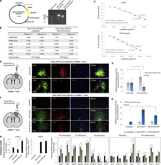 The validation of AAV9 gene delivery in the primary motor cortex region of Arl6ip1−/−and Arl6ip1+/+mice. (A) Schematic representation of the AAV9-CAG-GFP-ARL6IP1 plasmid and the BamHI restriction sites. Representative image of gel electrophoresis of an undigested and digested plasmid. (B) After BamHI digestion, the purity and concentration of AAV9-CAG-GFP-ARL6IP1 plasmid were measured using a nanodrop spectrophotometer. (C) AAV9-CAG-GFP-ARL6IP1 plasmid was serially diluted and analyzed by qPCR using EGFP and SV40 primers. A qPCR standard curve was created by plotting Ct values against the corresponding Log DNA copies/ml. (D and E) Representative immunofluorescence images and quantification of GFP, and GFAP in the primary motor cortex region of Arl6ip1−/− mice after AAV9 gene delivery (200×; scale bars: 100 μm). (F and G) Representative immunofluorescence images and quantification of GFP, and GFAP in the primary motor cortex area of Arl6ip1+/+ mice after AAV9 gene delivery (200×; scale bars: 100 μm). Data (E and G) represent mean ± SD of N = 5 mice/group and the two-tailed unpaired t test. *P < 0.05, **P < 0.01. (H) After AAV9 gene delivery, Arl6ip1, and EGFP mRNA levels were confirmed for gene transfer efficiency in the cerebral cortex of Arl6ip1+/+ mice. mRNA levels of glial or pro-inflammatory marker genes after AAV9 gene delivery. Data are represented with the average of triple technical repeats, the mean and error bars represent the SEM, and the two-tailed unpaired t test. *P < 0.01, **P < 0.001 (n = 3 mice/group). All experiments were performed in three independent biological replicates. Source data are available for this figure: SourceData FS5. Refer to the image caption for details.
