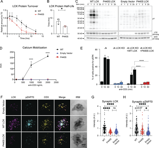 P440S mutation causes protein instability, decreased protein expression, and defective TCR signaling. (A and B) Protein stability assay (A) and protein half-life (B) of WT and P440S LCK. (C and D) Immunoblot of TCR-mediated global tyrosine phosphorylation (C) and titration curve of TCR-mediated calcium responses (D) of transduced J.CaM 1.6 cell lines. (E) Measurement of TCR-mediated pERK activation in inducible Jurkat cell line expression system. (F–H) Transduced J.CaM 1.6 lines stimulated on SLB visualized by TIRF (F) and measurement of resultant synaptic LCK recruitment (G) and synaptic ZAP70 phosphorylation (H). Data in A–H are representative of results from at least two independent experiments. Experiments in A, B, D, and E have three samples per group. Data points in F–H are measurements of single cells with at least 90 samples per group. Error bars represent mean and SEM. *P < 0.05, ****P < 0.0001. Not significant unless stated by an asterisk in the figure. Unpaired t test was used to test for statistical significance in B and D. Ordinary one-way ANOVA with Tukey’s multiple comparisons test was used to test for statistical significance in E, G, and H. Source data are available for this figure: SourceData F2.