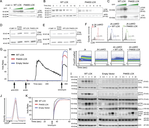 P440S LCK cell line supplemental data. (A) Immunoblot of GFP-sorted transduced J.CaM 1.6 cell lines expressing WT or P440S LCK protein. (B–E) Immunoblots of cycloheximide protein stability assay (B), LCK pY505 (C), CSK (D), and FYN (E) on transduced J.CaM 1.6 cell lines. (F) LCK expression in inducible Jurkat cell line expression system upon treatment with doxycycline. (G and H) Calcium mobilization of transduced J.CaM 1.6 cell lines (G) and inducible Jurkat cell line expression system (H) stimulated with anti-CD3. (I) Phospho-specific immunoblots of TCR signaling intermediates at indicated stimulation time points. (J and K) CD3 surface expression (J) and ionomycin-induced calcium response (K) of transduced J.CaM 1.6 cell lines. Source data are available for this figure: SourceData FS2. Refer to the image caption for details.