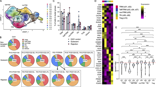 Cluster distribution and stability of recipient intestinal graft T cells after Tx. (A) Combined UMAP plots show cell clusters in all samples, with key phenotypes of major cluster groups noted next to black gated clusters: multifunctional TRM (c01/c02); nonTRM (c05), Tfh (c06/c08); Tregs (c10); cytotoxic Teff/TRM (c03/c04/c07). See Table S3 for representative DE genes in each cluster compared to other clusters for major cluster group determination. (B) Proportional constitution of the above cluster groups identified in quiescent (Pt13_POD1032_IEL, Pt13_POD1032_LPL, Pt15_POD1194, Pt16″_POD1004_LPL, Pt16″_POD1004_LPL, Pt21_POD626) and rejecting allografts (Pt4_POD1606_IEL, Pt4_POD1606_LPL, Pt14_POD1764, Pt21_POD1145_IEL, Pt21_POD1145_LPL), as well as in a deceased donor non-transplant control (D251) ileum sample is shown in pie charts. The number in the center of each pie chart represents the total number of single cells in that sample. (C) Percentages of cells in each cluster group identifiable in D251 control, quiescent (n = 6) or rejecting (n = 5) ileal specimens (see Table S4 for absolute cell counts). No statistical difference was found among D251 control, quiescent, and rejecting samples within each cluster group by two-way ANOVA followed by Tukey’s multiple comparisons test (P > 0.05). (D) Heatmap of dominant DE genes in each T cell cluster group (TRM, Teff/TRM, nonTRM, Tfh, Tregs) color-coded by log2 fold change. (E) Violin plots of Jaccard similarity index to evaluate single cell cluster stability. The blue dotted line within each violin plot represents the median of Jaccard index within that cluster. The red dotted line at y axis = 0.6 indicates a reference Jaccard index cut-off value. Clusters with a median stability score <0.6 are considered as unstable. Kruskal–Wallis test by ranks followed by Dunn’s multiple comparisons test was performed to determine significant differences of Jaccard indices between each two clusters (*adjusted P < 0.05, **adjusted P < 0.01, ***adjusted P < 0.001, ****adjusted P < 0.0001). Refer to the image caption for details.