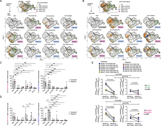 Cluster distribution and detection rate of pre- and post-Tx MLR-defined alloreactive recipient T cells in intestinal graft and association with rejection. (A) Combined and split UMAP plots show pre-Tx MLR-defined CD4 or CD8 HvG or non-HvG clones in intestinal grafts in quiescent (n = 6) versus rejecting (n = 5) conditions. (B) Combined and split UMAP plots show post-Tx MLR-defined CD4 or CD8 H’vG or non-H’vG clones in intestinal grafts in quiescent (n = 6) versus rejecting (n = 5) conditions. Un: undetected. (C) Percentages of pre-Tx MLR-defined CD4 HvG (left panel) and CD8 HvG (right panel) cells in the following cluster groups: TRM, Teff/TRM, nonTRM, Tfh, Tregs, and others in quiescent (n = 6) versus rejecting (n = 5) conditions. (D) Percentages of post-Tx MLR-defined CD4 H’vG (left panel) and CD8 H’vG (right panel) cells in the following cluster groups: TRM, Teff/TRM, nonTRM, Tfh, Tregs, and others in quiescent (n = 6) versus rejecting (n = 5) conditions. Two-way ANOVA followed by Tukey’s multiple comparisons test was performed to determine statistical significance (*P < 0.05, **P < 0.01, ***P < 0.001, ****P < 0.0001). See Table S5 for sequence counts and cell counts. (E) Odds ratio of detecting HvG clones over non-HvG clones among recipient mappable repertoire by cell number (upper panel) or by unique sequences (lower panel) in ileal graft was calculated by normalizing the chance of detecting HvG clones over non-HvG clones in pre- or post-Tx MLRs: (HvGgraft/non-HvGgraft)/(HvGMLR/non-HvGMLR) in quiescent (left panel, n = 5) versus rejecting (right panel, n = 6) conditions. Paired Student’s t test was performed to determine statistical significance (**P < 0.01, ***P < 0.001) within quiescent or rejecting groups. Unpaired Student’s t test was performed to determine statistical significance (*P < 0.05, **P < 0.01) within groups defined by pre- or post-Tx MLRs. See Table S6 for more details. Refer to the image caption for details.