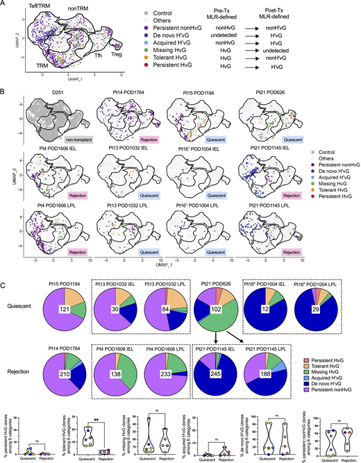 Integration of scRNA-seq data with pre- and post-Tx MLR-defined T cell anti-donor reactivity: immune tolerant features in late quiescent allografts. (A and B) Distribution of six functional alloreactive and non-alloreactive categories in combined (A) and split (B) UMAP plots in quiescent (n = 6) versus rejecting (n = 5) conditions: persistent HvG (HvG in pre-Tx MLR and H’vG in post-Tx MLR); tolerant HvG (HvG in pre-Tx MLR and non-H'vG in post-Tx MLR but detectable in post-Tx unstimulated repertoire); missing HvG (HvG in pre-Tx MLR and not detected in post-Tx MLR or unstimulated samples); acquired H’vG (non-HvG in pre-Tx MLR and H’vG in post-Tx MLR); de novo H’vG (undetectable in pre-Tx MLR or unstimulated repertoires and H’vG in post-Tx MLR); persistent non-HvG (non-HvG in pre-Tx MLR and non-H’vG in post-Tx MLR but detectable in pre- and post-Tx unstimulated repertoires). (C) Proportional constitution of above six categories in quiescent (upper pie charts, n = 6) versus rejecting (lower pie charts, n = 5) ileal grafts is shown in pie charts. The number in the center of each pie chart represents the total number of single cells in that sample with annotation of the six categories listed above. Bottom panel summarizes the percentages of persistent HvG, tolerant HvG, missing HvG, acquired H’vG, de novo H’vG, and persistent non-HvG clones within a total of six categories in quiescent (n = 6) versus rejecting (n = 5) conditions. Mann–Whitney test was performed to determine statistical significance (**P < 0.01; ns: not significant). See Table S7 for sequence counts and cell counts. Refer to the image caption for details.