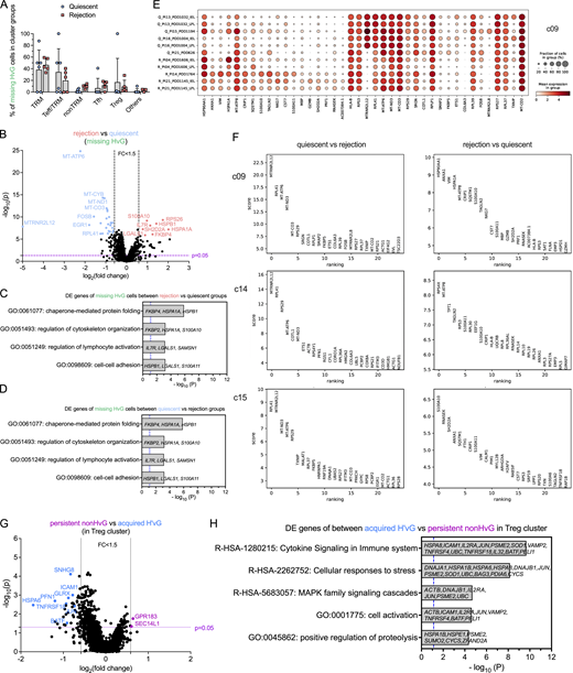 Transcriptomic profiling of missing HvG cells in quiescent versus rejecting ileal grafts, DE genes in minority UMAP clusters, and among persistent non-HvG versus acquired H’vG cells in Treg cluster. (A) Fractions of missing HvG cells detectable in TRM, Teff/TRM, nonTRM, Tfh, Treg or other clusters within each sample in quiescent (n = 6) and rejection (n = 5) groups. Two-way ANOVA followed by Tukey’s multiple comparisons test was performed to determine statistical significance (*P < 0.05, **P < 0.01, ***P < 0.05, ****P < 0.0001). (B–D) Volcano plot of DE gene analysis among missing HvG cells in rejection (n = 5) versus quiescent (n = 6) groups. P < 0.05 and fold change >1.5 were applied at each direction to identify DE genes for downstream GO term analysis. GO term analysis identified up to four top nonredundant T cell–relevant biological processes that contributed by DE genes when comparing rejection (n = 5) versus quiescent (n = 6) groups (C) and quiescent (n = 6) versus rejection (n = 5) groups (D) among missing HvG clones. P < 0.05 (−log10 P > 1.122) is considered to be statistically significant, where −log10 P = 1.122 is labeled by blue dashed vertical lines in both plots. See Table S7 for sequence counts and cell counts. DE gene analysis between cells in quiescent and rejecting samples in minority clusters. (E) Dot feature plot of top-ranking DE genes in c09 between cells in quiescent (“Q,” n = 6) and rejecting (“R,” n = 5) samples. (F) Top-ranking DE genes in c09, c14 and c15 between quiescent (n = 6) versus rejecting (n = 5) samples (left panels) or rejecting (n = 5) versus quiescent (n = 6) samples (right panels). (G) Volcano plot of DE gene analysis among persistent non-HvG versus acquired H’vG cells in Treg cluster. P < 0.05 and fold change >1.5 were applied in each direction to identify DE genes for downstream GO term analysis. (H) GO term analysis identified up to five top nonredundant T cell–relevant biological processes contributed by DE genes when comparing persistent non-HvG versus acquired H’vG cells in the Treg cluster. P < 0.05 (−log10 P > 1.122) is considered to be statistically significant, where −log10 P = 1.122 is labeled by a blue dashed vertical line. See Table S7 for sequence counts and cell counts. Refer to the image caption for details.