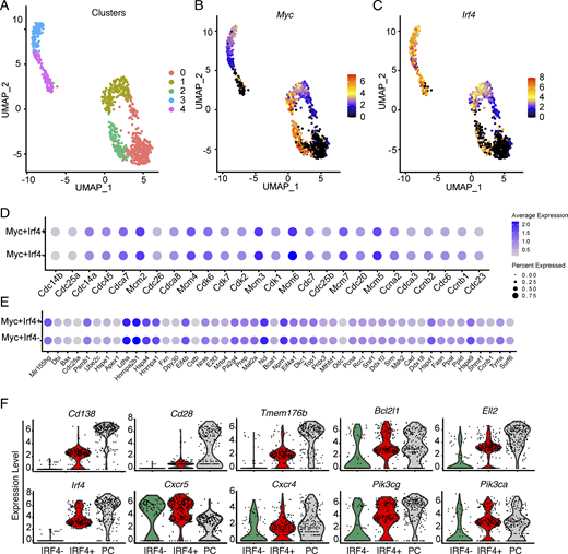 Gene expression in contemporaneous GC B and PC. scRNA-seq (SMARTSeq2) performed on sorted LZ, DZ GC B cells, and PCs. (A) UMAP visualization outlining the color-coded cluster distribution for LZ, DZ GC B cells, and PCs. (B and C) UMAP plots showing relative Myc (B) and Irf4 gene expression (C). (D and E) Dot plots show representative cell cycle genes (D) and genes regulated by Myc (E) in the indicated cell types (Table S3 and S4). Color intensity shows the expression level and the dot size indicating the percentage of expressing cells in each population. (F) Violin plots show expression levels of genes in PC (gray), Myc+Irf4− LZ B cells (green), and Myc+Irf4+ pre-PC (red) (see Table S2). Data represent two experiments with four mice each. Refer to the image caption for details.
