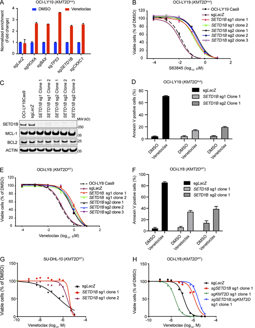 Funtional analysis of SETD1B loss in DLBCL cell lines. (A) Bar graphs displaying the validation of the CRISPR-cas9 screen hits with individual sgRNA by cell competition assay. OCI-LY19 cells were partially transduced with sgRNA targeting top candidate genes from the genome-wide screening. sgRNAs co-expressing tRFP (turbo-red fluorescent protein) and the percentages of tRFP-positive cells were measured by flow cytometry. Cells were treated with DMSO or 100 nmol Venetoclax for 3 days and recovered for 3–5 days and the treatment and recovery cycle was repeated once. The percentages of tRFP-positive cells after treatment were normalized to before treatment as FC to indicate the Venetoclax resistance of cells transduced with sgRNAs targeting these candidate genes. Results were represented as mean ± SD (n = 3). (B) IC50 curves of MCL-1 inhibitor, S63845, in OCI-LY19 cells carrying only Cas9, or Cas9; sgLacZ, or Cas9; sgSETD1B single-cell clones from two independent sgRNAs. Values represent the average of three independent dose-titration curves (n = 3). (C) Representative immunoblotting of OCI-LY19; sgLacZ and OCI-LY19; sgSETD1B clones were probed with SETD1B and BCL2 family proteins. β-Actin was used as a loading control. Data representative of at least two independent experiments are shown. MW, molecular weight in kD. (D) Annexin V analysis of OCI-LY19; sgLacZ and OCI-LY19; sgSETD1B clones treated with DMSO or 2.5 μM Venetoclax. Results were represented as mean ± SD (n = 3). (E) IC50 curves of Venetoclax in OCI-LY8 cells carrying only Cas9, or Cas9; sgLacZ, or Cas9; sgSETD1B single-cell clones from two independent sgRNAs. Values represent the average of three independent dose-titration curves (n = 3). (F) Annexin V analysis of OCI-LY8; sgSETD1B and OCI-LY8; sgLacZ treated with DMSO or 2.5 μM of Venetoclax. Values represent means and SD (n = 3). (G) IC50 curves of SU-DHL-10 isogenic cell lines with (sgSETD1B clone 1 and clone 2) or without (sgLacZ) SETD1B mutations after 72 h of Venetoclax treatment. Values represent means and SD (n = 3). (H) IC50 curves of OCI-LY8 isogenic cell lines with SETD1B (sgSETD1B), KMT2D (sgKMT2D), or with SETD1B and KMT2D mutations (sgSETD1B;KMT2D) after 72 h of Venetoclax treatment. Values represent means and SD (n = 3). Source data are available for this figure: SourceData FS1.