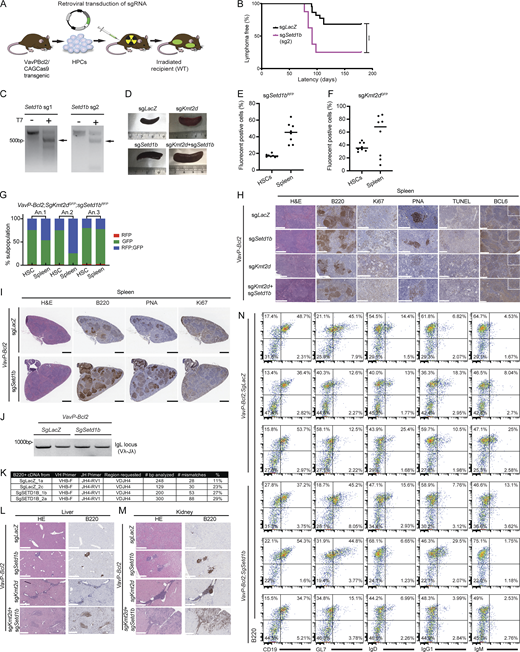 Combined loss of SETD1B and KMT2D leads to a more aggressive disease. (A) Illustration of FL adoptive transfer model based on the VavP-BCL2 transgenic and retroviral transduction of HPCs followed by reconstitution in lethally irradiated, syngeneic, female mice. (B) Survival curves for mice harboring sgRNA targeting LacZ (sgLacZ) and mice carrying sgRNA targeting Setd1b (sgSetd1b) (***P = 0.005). P value was calculated using Log-rank (Mantel–Cox) test. (C) Detection of genomic editing of Setd1b sgRNAs by T7 endonuclease I (T7E1) assay. The target fragments were amplified by PCR from genomic DNA from mouse tumors. Arrows indicate the digested fragments by T7EI. Data representative of at least two independent experiments are shown. (D) Representative spleens taken from each mouse group. Spleens from VavP-Bcl2; sgSetd1b (n = 27), VavP-Bcl2; sgKmt2d (n = 8), and VavP-Bcl2; sgkmt2d+sgSetd1b (n = 6) were enlarged compared with the control group, VavP-Bcl2; sgLacZ (n = 22). (E and F) Dot plot graph showing the percentage of positive transduced VavP-Bcl2 HSCs (prior to injection into mice) and splenic lymphoma cells (after injection and disease), indicating cells harboring (E) sgSetd1b-RFP (sgSetd1bRFP) or (F) sgKmt2d-GFP (sgKmt2dGFP) plasmids, (n = 8). (G) Stacked bar graph showing RFP and GFP-positive transduced VavP-Bcl2 HSCs (prior to injection into mice) and splenic lymphoma cells (after injection and disease), indicating cells harboring sgSetd1bRFP, sgKmt2dGFP plasmids or both sgSetd1bRFP and sgKmt2dGFP (RFP; GFP) (n = 3). (H) Additional immunohistochemistry serial micrographs of VavP-Bcl2 spleen tissues extracted from recipient mice upon sacrifice. VavP-Bcl2; sgLacZ, VavP-Bcl2; sgSetd1b, VavP-Bcl2; sgKmt2d, and VavP-Bcl2; sgSetd1b+Kmt2d were stained with H&E, B220, Ki67, PNA, TUNEL, and BCL6 of liver tissues extracted from recipient mice upon sacrifice (n = 3 per group). Insets are 3× magnified. Scale bar, 200 μm, 500 μm. (I) Representative histological micrographs of VavP-Bcl2; sgLacZ versus VavP-Bcl2; sgSetd1b, stained with H&E, B220, PNA, and Ki67 (n = 3 per group). Scale bar, 1 mm. (J) DNA gel representing Ig heavy chain variable region (IgVH) rearrangements in B220+ cells isolated from VavP-Bcl2;sgLacZ and VavP-Bcl2;sgSetd1b spleens. Data representative of two independent experiments are shown. (K) Table summarizing the results of SHM analysis in DNA collected from VavP-Bcl2;sgSetd1b to VavP-Bcl2;sgLacZ tumors. (L and M) H&E and B220 staining of kidney (M) and liver (L) tissues extracted from recipient mice upon sacrifice. n = 3 per group. (N) Flow cytometry analysis of the cellular composition of splenic tumor cells from three mice in each genotype, comparing VavP-Bcl2;sgSetd1b to VavP-Bcl2;sgLacZ. Source data are available for this figure: SourceData FS3. Refer to the image caption for details.