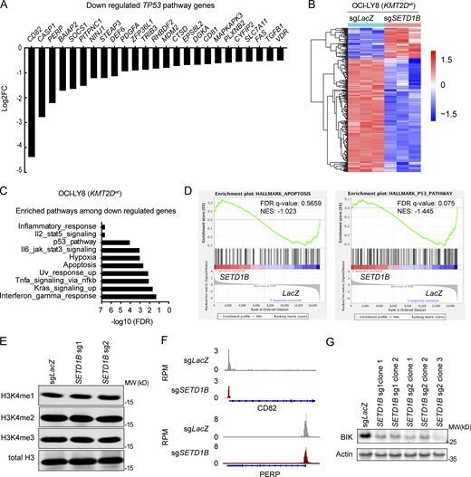 Changes in gene expression and H3K4 trimethylation levels in SETD1B-deficient cells. (A) Direct TP53 targets genes derived from downregulated signatures as shown in Fig. 4 B. (B) Heatmap displaying the differential gene expression analysis of the top significantly differentially expressed genes (Log2FC > 1, FDR < 0.05) between OCI-LY8 cells carrying sgLacZ (n = 3) or sgSETD1B (sg1 clone 1) (n = 3). (C) Computed overlay of the significantly differentially expressed genes as compared with the hallmark pathways from MsigDB. (D) Enrichment plot for P53 pathway and apoptosis hallmark gene sets of GSEA comparing OCI-LY8; sgSETD1B and OCI-LY8; sgLacZ. NES, normalized enrichment score. (E) Western blots of OCI-LY19; sgLacZ and OCI-LY19; sgSETD1B (sg1 and sg2) cell lines blotted with H3K4 mono-, di- and tri-methylated and total H3 antibodies. Data representative of two independent experiments are shown. MW, molecular weight in kD. (F) Normalized IGV read-density tracks of H3K4me3 ChIP-seq peaks at the loci of representative genes (INFGR1 and CASP1) from the ChIP-seq experiments. Signals are plotted on a normalized read per million (RPM) bases. (G) Representative western blot analysis of BIK protein expression in OCI-LY19; sgLacZ and OCI-LY19; sgSETD1B clones. β-Actin was used as a loading control. Data representative of two independent experiments are shown. MW, molecular weight in kD. Source data are available for this figure: SourceData FS4.