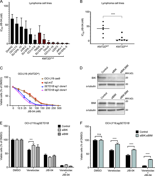 Venetoclax and JIB-04 treatment in lymphoma cells with BIM and BIK deficiency. (A) Bar graph representing JIB-04 IC50 values in cell lines with or without mutations in KMT2D after 72 h of JIB-04 treatment. Each bar represents the mean ± SD of two independent experiments, each time in triplicate (n = 3). (B) Dot plot comparing JIB-04 IC50 values in cell lines with or without mutations in KMT2D. Each dot represents the mean of two independent experiments, each time in triplicate. Cell viability was measured by CellTiter-Glo assay. P values were calculated by Student’s t test. ****P < 0.0001. (C) IC50 curves at 72 h of JIB-04 in OCI-LY8; sgLacZ or OCI-LY8; sgSETD1B single-cell clones. Results were represented as mean ± SD (n = 3). (D) Western blot analysis detection of the siRNA knockdown efficiency of BIK and BIM in OCI-LY19;sgSETD1B. β-Tubulin was used as the loading control. Data representative of two independent experiments are shown. MW, molecular weight in kD. (E) Bar graph showing the percentage of cell viability in OCI-LY19;sgSETD1B cells transfected with Control-siRNA, BIK-siRNA (2 μM), and BIM-siRNA (3 μM) after 72 h treatment with Venetoclax, JIB-04, or the combination of both compounds. Cell growth was assayed using the CellTiter-Glo Luminescent Cell Viability Assay Kit. Results were represented as mean ± SD (n = 3). P values were calculated by two-way ANOVA followed by Tukey’s multiple comparisons test, ***P = 0.007, n = 3. (F) Bar graph showing the percentage of cell viability in OCI-LY19;sgSETD1B cells transfected with Control-siRNA, BIK-siRNA (2 nM), or BIM-siRNA (3 nM) after 72 h treatment with Venetoclax, JIB-04, or the combination of both compounds. Cell growth was assayed using the CellTiter-Glo Luminescent Cell Viability Assay Kit. Results were represented as mean ± SD (n = 3). P values were calculated by two-way ANOVA followed by Tukey’s multiple comparisons test, ****P < 0.0001; n.s.: non-significant; n = 3. Source data are available for this figure: SourceData FS5. Refer to the image caption for details.