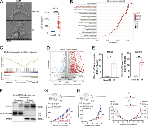 Effects of Piezo2 KO on tumor response to radiation. (A) Scanning electron microscope (SEM) showing the size of MC38 cells with one fraction of 30 Gy IR or without IR (left; scale bar = 10 µm), and the quantification of cell size (right). (B–D) MC38 cells were irradiated at a single fraction of 30 Gy. At 60 h after radiation, total RNA was extracted and further analyzed by RNA-seq. GO enrichment analysis of membrane potential signaling pathway (B), GSEA of cellular response to abiotic stimulus (C), and volcano plot exhibiting the DEGs of mechanosensitive ion channels from RNA-seq data (D). (E) The Piezo2 mRNA expression in MC38 and B16F1 cells after IR treatment was shown from three independent experiments. (F) Piezo2 expression was determined on the surface or in the cytosol of CD45−tdTomato+ tumor cells sorted from WT MC38 tumors on day 5 after IR treatment. Representative data were shown from one independent experiment using pooled tdTomato+ tumor cells from tumors (n = 6 mice per group). (G) Mice were subcutaneously inoculated with WT MC38 and Piezo2−/− MC38 tumor cells, and then established tumors were treated locally with one fraction of 18-Gy IR. The tumor growth curve was represented from three independent experiments (n = 6–8 mice per group). (H) Mice were subcutaneously inoculated with WT B16F1 and Piezo2−/− B16F1 tumor cells, and then established tumors were treated locally with one fraction of 18-Gy IR. The tumor growth curve was represented from two independent experiments (n = 3–4 mice per group). (I) The tumor growth curve of unirradiated secondary tumors (WT MC38, left flank) and irradiated primary tumors (WT MC38 or Piezo2−/− MC38, right flank) in C57BL/6 mice was represented from two independent experiments (n = 5–6 mice per group). Data were represented as means ± SEM. The comparisons of two nonparametric datasets in A and E were calculated by the Mann–Whitney U test. G–I were analyzed by one-way ANOVA with multiple comparison tests. *P < 0.05; **P < 0.01; ***P < 0.001; ****P <0.0001. Source data are available for this figure: SourceData F1.