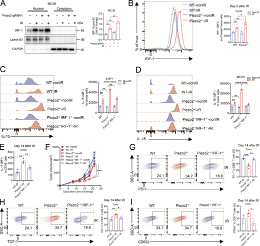 IRF-1 is essential for IL-15 production after radiation in Piezo2 KO tumors. (A) The expression of IRF-1 from nuclear and cytoplasm of WT and Piezo2−/− MC38 by 60 h after IR treatment was shown from three independent experiments. (B) C57BL/6 were transplanted subcutaneously with 2 × 106 WT and Piezo2−/− MC38-tdTomato cells. Tumors were treated locally with one fraction of 18-Gy IR. On day 5 after radiation, IRF-1 expression in MC38-tdTomato+ cells was analyzed by flow cytometry. Representative data of IRF-1 expression (left) and quantification analysis (right) in irradiated WT and Piezo2−/− MC38 tumors were shown from two independent experiments (n = 3–5 mice per group). (C) At 60 h after IR, IL-15 expression in WT, Piezo2−/−, and Piezo2−/−IRF-1−/− B16F1 tumor cells was shown from three independent experiments. (D) The IL-15 expression in WT, Piezo2−/−, and Piezo2−/−IRF-1−/− MC38 tumor cells by 60 h upon radiation treatment was shown from three independent experiments. (E) The IL-15 expression in CD45− cells from irradiated WT, Piezo2−/−, and Piezo2−/−IRF-1−/− MC38 tumors on day 14 after IR was represented from two independent experiments (n = 4–5 mice per group). (F) C57BL/6 were transplanted subcutaneously with 2 × 106 WT, Piezo2−/−, and Piezo2−/−IRF-1−/− B16F1 cells. Tumors were treated locally with one fraction of 18-Gy IR. The tumor growth curve was shown from two independent experiments (n = 4–6 mice per group). (G) Representative data and quantification of the percentage of PD-1+ in CD8+ T cells from irradiated WT or Piezo2−/− MC38 tumors with or without IRF-1 on day 14 after IR were shown from two independent experiments (n = 4 mice per group). (H) Representative data and quantification of the percentage of TCF-1+ in CD8+ T cells from irradiated WT or Piezo2−/− MC38 tumors with or without IRF-1 on day 14 after IR were shown from two independent experiments (n = 5–6 mice per group). (I) Representative data and quantification of the percentage of CD62L+ in CD8+ T cells from irradiated WT or Piezo2−/− MC38 tumors with or without IRF-1 were shown from two independent experiments (n = 3–4 mice per group). Data were represented as means ± SEM. Statistical analysis was performed by one-way ANOVA with multiple comparison tests (A–E and G–I), and statistical analysis was calculated by two-way ANOVA with multiple comparison tests (F). *P < 0.05; **P < 0.01; ***P < 0.001; ****P < 0.0001; ns, no significant difference. Source data are available for this figure: SourceData F4. Refer to the image caption for details.