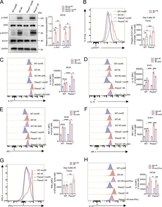 Increase of IRF-1 and IL-15 expression in Piezo2 KO tumor cells upon radiation depended on JAK2/STAT1 pathway. (A) The expression of p-JAK2 and p-STAT1 shown by western blot (left) and quantification (right) in WT and Piezo2−/− MC38 with or without IR treatment for 15 min after IR were represented from three independent experiments. (B) C57BL/6 were transplanted subcutaneously with 2 × 106 WT and Piezo2−/− MC38-tdTomato+ cells. Tumors were treated locally with one fraction of 18-Gy IR. On day 5 after radiation, p-STAT1 expression in MC38-tdTomato+ cells was analyzed by flow cytometry. Representative data and quantification of p-STAT1 expression in MC38-tdTomato+ cells from irradiated tumors were shown from two independent experiments (n = 5–6 mice per group). (C and D) Representative data and quantification of IL-15 expression in WT and Piezo2−/− MC38 (C) and B16F1 (D) cells at 15 min after radiation with or without JAK inhibitor (1 µM) 1 h ahead of IR were shown from three independent experiments. (E and F) Representative data and quantification of IRF-1 expression in WT and Piezo2−/− MC38 (E) and B16F1 (F) cells at 15 min after radiation with or without JAK inhibitor (1 µM) 1 h ahead of IR were shown from three independent experiments. (G) Representative data and quantification of IFN-γ expression in WT and Piezo2−/− MC38-tdTomato+ cells from tumors on day 5 upon radiation were shown from two independent experiments (n = 4–6 mice per groups). (H) Representative data and quantification of IL-15 expression in irradiated MC38 cells with or without anti-IFN-γ treatment at 100 µg/ml for 60 h are shown from two independent experiments. Data were represented as means ± SEM. Statistical analysis was performed by one-way ANOVA with multiple comparison tests (A–H). *P < 0.05; **P < 0.01; ***P < 0.001; ****P <0.0001; ns, no significant difference. Source data are available for this figure: SourceData F5.