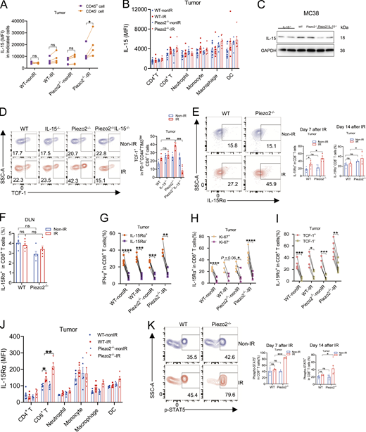 Tumor cell–derived IL-15 was required for tumor growth suppression enhancement and CD8+T cell regulation mediated by Piezo2 deficiency after IR treatment. Related to Fig. 3. (A) MFI summary of IL-15 expression in CD45+ or CD45− cells in indicated MC38 tumors was represented from three independent experiments (n = 5–6 mice per group). (B) MFI summary of IL-15 expression in indicated immune cells was shown from two independent experiments (n = 6–9 mice per group). (C) The knockdown efficiency of IL-15 expression in MC38 cells was shown in two independent experiments. (D) Representative data and quantification of the percentage of TCF-1+ in exhausted CD8+ T cells within irradiated WT, IL-15−/−, Piezo2−/−, and Piezo2−/−IL-15−/− tumors were shown from two independent experiments (n = 3–5 mice per group). (E) Representative data and quantification of the percentage of IL-15Rα+ in CD8+ T cells from WT and Piezo2−/− MC38 tumors on day 7 and 14 after IR treatment were shown from three independent experiments (n = 4–5 mice per group). (F) Quantification of the percentage of IL-15Rα+ in CD8+ T cells from DLNs of WT and Piezo2−/− MC38 tumor–established mice on day 5 after IR treatment was shown from two independent experiments (n = 5–6 mice per group). (G–I) The positive relevance of IL-15Rα with IFN-γ (G), Ki-67 (H), and TCF-1 (I) in tumor-infiltrating CD8+ T cells was shown by two independent experiments (n = 4–6 mice per group). (J) MFI summary of IL-15Rα expression in indicated immune cells within tumors was shown by independent three experiments (n = 5–6 mice per group). (K) The expression of p-STAT5 in CD8+ T cells from irradiated tumors on days 7 and 14 upon radiation treatment was represented by two independent experiments (n = 3–7 mice per group). Data were represented as means ± SEM. The comparisons of two datasets were calculated by paired Student’s t test (A and G–I). Statistical analysis was performed by one-way ANOVA with multiple comparison tests (B, D–F, J, and K). *P < 0.05; **P < 0.01; ***P < 0.001; ****P < 0.0001, ns, no significant difference. Source data are available for this figure: SourceData FS3. Refer to the image caption for details.