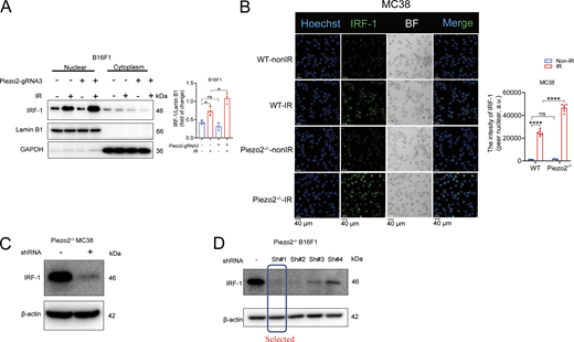 IRF-1 was increased in irradiated cells and the KO efficiency determination for IRF-1 in Piezo2−/−cells. Related to Fig. 4. (A) The assessment of IRF-1 expression in nuclear and cytoplasm in irradiated B16F1 cells was represented from two independent experiments. (B) The determination of IRF-1 expression by immunofluorescence was shown by two independent experiments. Scale bar = 40 µm. (C and D) The KO efficiency determination of shRNA silencing for IRF-1 in Piezo2−/− MC38 and Piezo2−/− B16F1 cells was shown by two independent experiments. Data were represented as means ± SEM. Statistical analysis was performed by one-way ANOVA with multiple comparison tests. *P < 0.05; ****P < 0.0001; ns, no significant difference. Source data are available for this figure: SourceData FS4. Refer to the image caption for details.