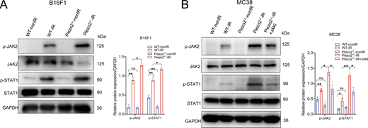 The measurement of JAK2/STAT1 activation in B16F1 cells and suppression of phosphor-JAK2/STAT1 expression by JAK inhibitor in MC38 cells. Related to Fig. 5. (A) The expression of p-JAK2 and -STAT1 expression in WT and Piezo2−/− B16F1 cells with or without IR treatment was represented by three independent experiments. (B) The expression of p-JAK2 and -STAT1 in WT and Piezo2−/− MC38 cells with or without JAK inhibitor following IR treatment was shown from three independent experiments. Data were represented as means ± SEM. Statistical analysis was performed by one-way ANOVA with multiple comparison tests. *P < 0.05; **P < 0.01; ns, no significant difference. Source data are available for this figure: SourceData FS5.