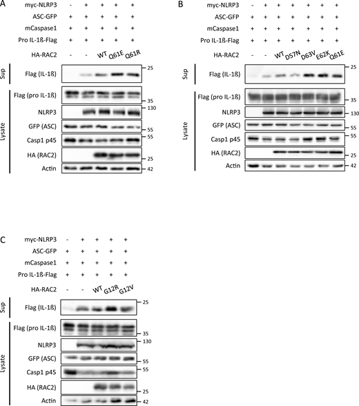 NLRP3 inflammasome activation is correlated to RAC2 activation level. HEK293T cells were transfected for 16 h with plasmids encoding the NLRP3 inflammasome components: myc-NLRP3, GFP-tagged ASC, mouse Caspase-1 (mCaspase1), and pro-IL-1β-Flag together with the WT form or the different mutants of RAC2 (HA-RAC2). Cleaved-IL-1β secretion in the culture supernatant (Sup) and protein expression in the cell lysates were assessed by immunoblotting. (A) RAC2 Q61R mutation was compared with WT and the constitutively active mutant RAC2 Q61E. (B) RAC2 D57N, D63V, and E62K mutations were compared with WT and the constitutively active mutant RAC2 Q61E. (C) G12R mutation was compared to WT and the constitutively active mutant RAC2 G12V. Data are representative for n = 3. Molecular weight (kD) is indicated in the figure. Source data are available for this figure: SourceData F2. Refer to the image caption for details.
