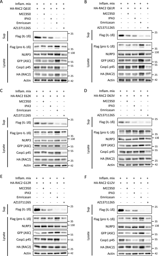 NLRP3 inflammasome activation induced by RAC2 active mutants is inhibited by inhibitors of the PAK–NLRP3 inflammasome signaling pathway. (A–F) HEK293T cells were transfected for 16 h with plasmids encoding the NLRP3 inflammasome components (Inflam. mix) together with the HA-RAC2 Q61E (A), HA-RAC2 Q61R (B), HA-RAC2 E62K (C), HA-RAC2 D63V (D), HA-RAC2 G12R (E), or HA-RAC2 G12V (F). Inhibitors of NLRP3 (MCC950), PAK (IPA3 and AZ13711265), or pan-Caspases (Emricasan) were added 6 h before transfection. Cleaved-IL-1β secretion in the culture supernatant (Sup) and protein expression in the cell lysates were assessed by immunoblotting. Data are representative for n = 3. Molecular weight (kD) is indicated in the figure. Source data are available for this figure: SourceData F3.