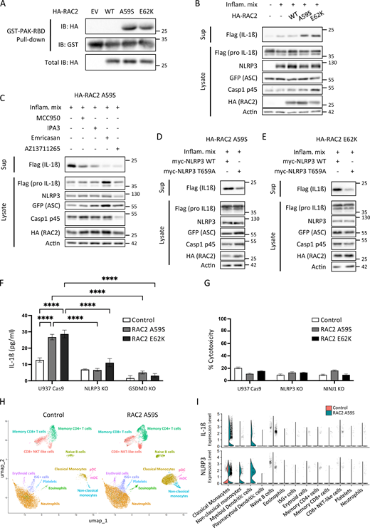 The RAC2 A59S human patient mutation activates the NLRP3 inflammasome. (A) HA-RAC2 (WT), HA-RAC2 A59S, and HA-RAC2 E62K mutants were expressed for 16 h in HEK293T cells. HA-RAC2 activation level measurements were assessed by GST–PAK–RBD pull-down assays and immunoblotting (IB). (B–E) HEK293T cells were transfected for 16 h with plasmids encoding the NLRP3 inflammasome components (Inflam. mix) together with the WT or RAC2 E62K or RAC2 A59S forms. Cleaved IL-1β secretion in the culture supernatant (Sup) and protein expression in the cell lysates were assessed by immunoblotting. (C) Inhibitors of NLRP3 (MCC950), PAK (IPA3 or AZ 13711265), or pan-Caspases (Emricasan) were added 6 h before transfection. Data are representative for n = 3. (D and E) Inflammasome was reconstituted in HEK293T to evaluate the effect of the NLRP3 T659A mutation on IL-1β secretion compared to NLRP3 in cells expressing (D) RAC2 A59S or (E) RAC2 E62K. Data are representative for n = 3. Molecular weight (kD) is indicated in the figure. (F) U937 Cas9 (Cas9), NLRP3 KO, or GSDMD KO cells were cotransduced for 72 h with Vpx containing virus-like particles and HA-tagged RAC2 A59S or E62K encoding lentiviral vectors. Empty HIVSFFV-HARAC2-IRES-GFP vector was used as control. LPS was added for 8 h to induce the expression of pro-IL-1β. Supernatants were analyzed using ELISA for IL-1β. Data are mean ± SEM. Statistical analyses were performed using two-way ANOVA. ****P < 0.0001. Data are representative for n = 3. (G) LDH release was measured in the culture medium of U937 Cas9 (Cas9), NLRP3 KO, or NINJ1 KO cells expressing empty vector (Control), HA-tagged RAC2 A59S, or RAC2 E62K. The graph represents the percentage of cytotoxicity. Data are representative for n = 3. (H) Single-cell analysis for a blood sample of a patient harboring a RAC2 A59S variant and a representative control healthy donor blood sample drawn at the same time and analyzed in parallel are shown. Uniform Manifold Approximation and Projection plots of whole blood cells from control and RAC2 A59S patient donors. After alignment, joint clustering allows to detect 13 cell populations. pDC, plasmacytoid dendritic cell; mDC, myeloid dendritic cell; ISG, IFN-stimulated genes. (I) Violin plots showing the distribution of gene expression of IL-1β and NLRP3 genes in the cell clusters for both control (red) and RAC2 A59S patient (blue). NKT, natural killer T. Source data are available for this figure: SourceData F5.