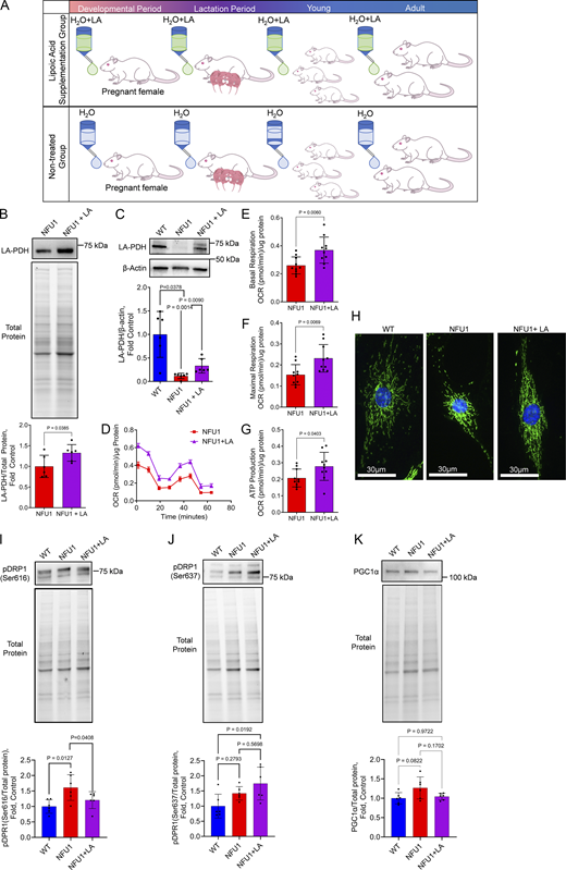 Chronic LA supplementation restores mitochondrial function in NFU1G206CPECs. Inhibitory mutation in the NFU1 protein affects LA synthesis and the activity of LA-dependent mitochondrial enzymes. (A) To investigate where the restored LA bioavailability will be sufficient to prevent MD and spontaneous PAH phenotype, the LA-containing water (1.70 mM) was supplied to pregnant and lactating mothers and then to the pups until 10 wk of age when the animals were instrumented to measure pulmonary hemodynamics. (B and C) This LA treatment was sufficient to significantly increase the level of PDH lipoylation in the lungs or isolated PECs. (D–J) PECs isolated from LA-supplied NFU1G206C rats showed a significant improvement in mitochondrial function compared to untreated NFU1 mutants (D), with basal (E) and maximal (F) respiration and ATP production rate (G) being significantly elevated. LA supplementation has also preserved the mitochondrial morphology of PECs (H), decreased mitochondrial fission signaling (pSer616DRP1, I), and increased the pSer637DRP1 signal inhibiting mitochondrial fractionation (J). (K) Mitochondrial biogenesis was not affected by the LA (K). Panels B and C: N = 6/group; panels D–G: N = 10/group; H represents at least 100 random fields imaged per each experimental group; panels I–K: N = 6/group; the WT and NFU1 data were obtained from Fig. 2, F–H with addition of NFU1+LA group. All panels represent two independent experiments. Statistical analysis was performed using the Student’s t test (B and D–F) or one-way ANOVA followed by a Bonferroni post-hoc multiple comparison test (C and I–K). NFU1 versus NFU1+LA in C were compared by t test; in I, by one-way ANOVA selected columns (Bonferroni). Data in D are presented as mean ± SEM. For the rest of the panels, data are presented as mean ± SD. P < 0.05 considered significant. Source data are available for this figure: SourceData F5. Refer to the image caption for details.