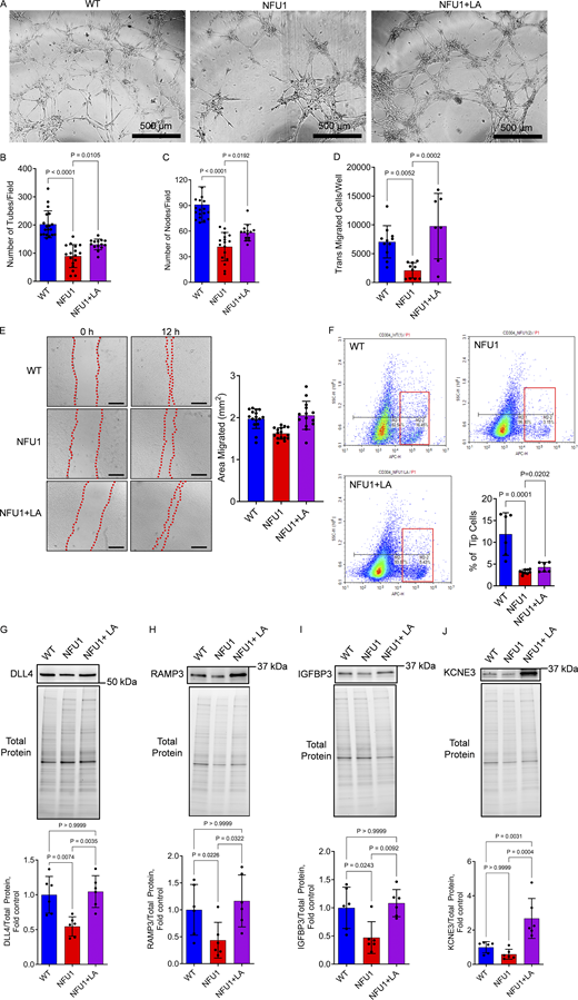 LA restores the angiogenic capacity of NFU1G206CPECs. PECs, isolated from WT and NFU1G206C rats treated or not with LA, were plated on the dish pre-coated with extracellular matrix solution, and the number of tubes and junctions was counted by an investigator blinded to the experimental setup. (A–C) PECs isolated from untreated NFU1 mutant rats displayed a disturbed ability to sprout and form tubes and nodes in the Matrigel (scale bar = 500 µm), while LA supplementation significantly improved the angiogenic profile of isolated PECs. (D and E) LA has also restored the migratory capacity of PECs, assessed by either transwell migration (D) or scratch assays (E, scale bar = 500 µm), confirming the importance of mitochondrial respiration in the energy-consuming migratory phenotype. (F) Measuring the CD304 positive tip cells population revealed the deficiency in this angiogenic cell population among the PECs isolated from untreated NFU1G206C rats and significantly improved CD304+ cell numbers in the LA-treated animals. (G–J) The expression profile of established markers and regulators of tip cell functionality DLL4 (G), RAMP3 (H), IGFBP3 (I), and KCNE3 (J) additionally confirm the deficiency in the tip cell population and function in the untreated and regained activity of tip cells in LA-treated NFU1G206C PECs. Panels A–C: N = 19 in WT, N = 17 in NFU1, and N = 14 in NFU1+LA groups; panel D: N = 11 in WT, N = 10 in NFU1, and N = 7 in NFU1+LA groups; panel E: N = 16 in WT and NFU1 groups, N = 14 in NFU1+LA groups; panel F: N = 6 in WT and NFU1+LA groups, N = 9 in NFU1 group; Panels G–J: N = 6/group. For all panels, the data is compiled from two independent experiments. Statistical analysis was performed using one-way ANOVA followed by the Bonferroni post-hoc multiple comparison test. NFU1 and NFU1+LA groups in B, C, and F were compared by the Student’s t test. WT versus NFU1 in H were compared by one-way ANOVA selected columns (Bonferroni). P < 0.05 was considered significant. Data are presented as mean ± SD. Source data are available for this figure: SourceData F7.