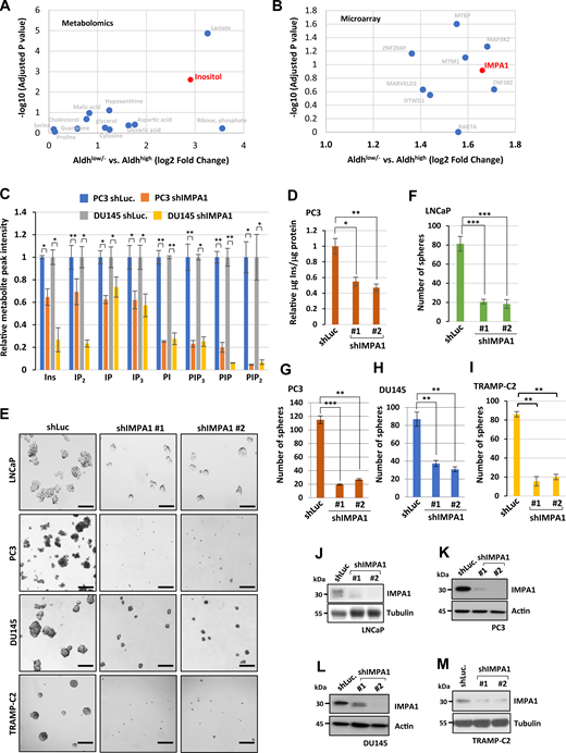 IMPA1/inositol axis is enriched in ALDH-positive PCSCs and maintains prostate cancer stemness. (A and B) Dot plots show the upregulation of genes and metabolites in ALDHhigh compared with ALDHlow/− of PC3 cells. PC3 cells were isolated using FACS based on ALDH expression. (C) Metabolic profiling of PC3 or DU145 cells expressing shLuc or shIMPA1 was revealed by targeted mass spectrometry analysis of phosphoinositides metabolism including inositol (Ins), PI, inositol 1,3,4-trisphosphate (IP3), phosphatidylinositol 3-phosphate (PIP), and inositol 4-phosphate (IP). Each metabolite in the shIMPA1 group was normalized by shLuc showing relative peak intensity. The mean ± SEM showed three independent experiments for each group. *, P < 0.05; **, P < 0.01 by two-tailed unpaired t test. (D) The level of inositol of PC3 cells stably expressing shLuc or IMPA1-two specific shRNA lentivirus (#1 and #2) was determined using a K-INOSL assay kit according to the manufacturer’s instructions. The inositol levels were normalized by protein concentration in each experimental group. The mean ± SEM showed three independent experiments for each group. *, P < 0.05; **, P < 0.01 by two-tailed unpaired t test. (E) Spheres from LNCaP, PC3, DU145, and TRAMP-C2 stably expressing shLuc or IMPA1-two specific shRNA lentivirus (#1 and #2) were shown. Scale bar, 200 μm. (F–I) Quantification of the number of spheres from E was shown for LNCaP (F), PC3 (G), DU145 (H), and TRAMP-C2 (I). The mean ± SEM showed three independent experiments for each group. **, P < 0.01; ***, P < 0.001 by two-tailed unpaired t test. (J–M) Immunoblotting of LNCaP (J), PC3 (K), DU145 (L), and TRAMP-C2 (M) cells stably expressing shLuc or shIMPA1 (#1 and #2) with indicated antibodies. Immunoblotting data were verified in at least two independent experiments. Source data are available for this figure: SourceData F1.