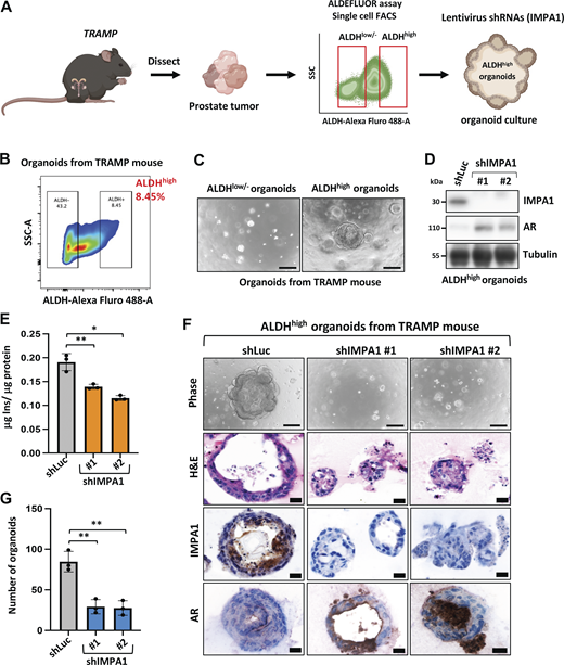 IMPA1/inositol maintains ALDHhighorganoids with AR low expression from TRAMP mouse model. (A) The flow chart shows an experimental outline to demonstrate ALDHhigh tumor organoids sorted from TRAMP mouse. (B) Dot plot of sorted ALDHhigh and ALDHlow/− cell population from TRAMP mouse. (C) The phase contrast shows the images of sorted ALDHhigh and ALDHlow/− organoids from TRAMP mouse. Scale bar, 50 μm. (D) Immunoblotting of ALDHhigh and ALDHlow/− organoids from TRAMP mouse with indicated antibodies. Immunoblotting data were verified in at least two independent experiments. (E) Inositol levels were determined by K-INOSL assay kit. The inositol levels were normalized by protein concentration in each experimental group. Three independent experiments were performed. *, P < 0.05; **, P < 0.01 by two-tailed unpaired t test. (F) The phase contrast shows the images of ALDHhigh organoids upon shLuc, shIMPA1 (#1 and #2). Scale bar, 50 μm. H&E staining and IHC analysis of ALDHhigh organoids upon shLuc, shIMPA1 (#1 and #2) with indicated antibodies. Scale bar, 20 μm. (G) Quantification of ALDHhigh organoids upon shLuc, shIMPA1 #1 and shIMPA1 #2. The data were shown as the mean ± SEM of three independent experiments for each group. **, P < 0.01 by two-tailed unpaired t test. Source data are available for this figure: SourceData F3.