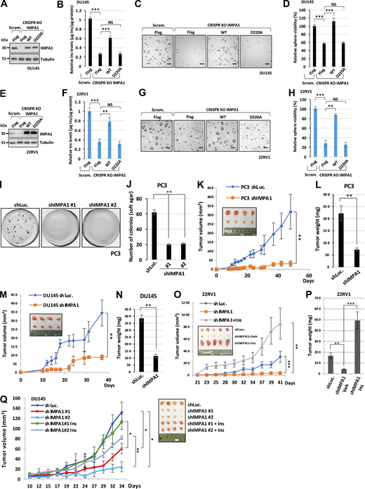 IMPA1/inositol promotes PCSCs, anchorage-independent growth, and tumorigenicity of CRPC in vivo. (A and E) Immunoblotting of DU145 (A) and 22RV1 (E) scramble (Scram.) or IMPA1 knockout (KO) cells by CRISPR/Cas9 upon Flag vector, Flag-IMPA1 (WT), and Flag-IMPA1 D220A (D220A) overexpression with indicated antibodies. Immunoblotting data were verified in at least two independent experiments. (B and F) The levels of inositol in DU145 (B) and 22RV1 (F) scramble (Scram.) or IMPA1 knockout by CRISPR/Cas9 cells upon Flag vector, Flag-IMPA1 (WT), and Flag-IMPA1 D220A (D220A) overexpression were determined by K-INOSL assay kit. The inositol levels were normalized by protein concentration in each experimental group. Three independent experiments were performed for the statistic of two-tailed unpaired t test. **, P < 0.01; NS, non-significant; ***, P < 0.001 by two-tailed unpaired t test. (C and G) Representative images of spheres from DU145 (C) and 22RV1 (G) scramble (Scram.) or IMPA1 knockout cells upon Flag vector, Flag-IMPA1 (WT), and Flag-IMPA1 D220A (D220A) overexpression. Scale bar, 100 μm. (D and H) Quantification of the number of spheres from DU145 (D) and 22RV1 (H) is shown as the mean ± SEM of three independent experiments for each group. **, P < 0.01; ***, P < 0.001; NS, non-significant by two-tailed unpaired t test. (I) Soft agar assay is shown in PC3 cells stably expressing shLuc or IMPA1-two specific shRNA lentivirus (#1 and #2). (J) Quantification of the number of colonies formation in soft agar by ImageJ in I is shown as the mean ± SEM of three independent experiments for each group. **, P < 0.01 by two-tailed unpaired t test. (K and M) Tumorigenicity of PC3 (K) or DU145 (M) cells stably expressing shLuc or shIMPA1 was determined by tumor volume. At least four xenograft tumors in each group were quantified. **, P < 0.001 by two-tailed unpaired t test. (L and N) Tumor weight from PC3 (L) or DU145 (M) cells stably expressing shLuc or shIMPA1 was measured at day 48 (L) and day 38 (N). At least four xenograft tumors in each group were quantified. **, P < 0.01 by two-tailed unpaired t test. (O) Nude mice subcutaneously injected with 22RV1 cells stably expressing shLuc or shIMPA1 were intraperitoneally injected with vehicle or 30 mg/kg of inositol every 2 days until 41 days, and tumor volume was measured with indicated days. At least five xenograft tumors in each group were quantified. **, P < 0.001; ***, P < 0.001 by two-tailed unpaired t test. (P) Tumor weight from 22RV1 cells stably expressing shLuc or shIMPA1 upon intraperitoneal injection with vehicle or 30 mg/kg of inositol every 2 days at day 41 was measured. At least five xenograft tumors in each group were quantified. **, P < 0.01; ***, P < 0.001 by two-tailed unpaired t test. (Q) Nude mice subcutaneously injected with DU145 cells stably expressing shLuc or shIMPA1 (#1 and #2) were intraperitoneally injected with vehicle or 50 mg/kg of inositol every 2 days until 34 days, and tumor volume was measured with indicated days. At least four xenograft tumors in each group were quantified. *, P < 0.05; **, P < 0.01 by two-tailed unpaired t test. Source data are available for this figure: SourceData F4.