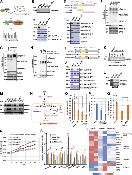Inositol maintains IMPDH2 oligomerization, directly binds to IMDPH2, and activates IMPAH2 activity, thereby promoting guanylate purine metabolism. (A) The cell lysates from PC3 cells were incubated with biotin or biotin-labeled inositol, and inositol-interacting proteins were pulled down by streptavidin beads and subjected to mass spectrometry. (B) The cell lysates from PC3 cells were incubated with 40 μM of biotin or biotin-labeled inositol, pulled down with streptavidin beads and subjected to immunoblotting with IMPDH2 antibody. Immunoblotting data were verified in at least two independent experiments. (C) GST and GST-IMPDH2 full length (FL) were expressed in Escherichia coli BL21 cells and immobilized on Glutathione-Sepharose. 2 μg of these recombinant proteins were incubated with 40 μM of biotin or biotin-labeled inositol (Biotin-Ins) for 3 h, followed by pulled down with streptavidin beads. The interaction was determined by immunoblotting with indicated antibodies. The purity of the recombinant proteins was resolved by SDS-PAGE, followed by Coomassie blue staining. (D) The illustration of the IMPDH2 full length (1–514 aa), the N-terminal (1–111 aa), CBS (111–232 aa), and C-terminal (232–514 aa). (E) GST-IMPDH2 N-terminal, GST-IMPDH2 C-terminal, and GST-CBS domain from IMPDH2 were expressed in Escherichia coli BL21 cells and immobilized on Glutathione-Sepharose. 2 μg of these recombinant proteins was incubated with 40 μM of biotin or biotin-labeled inositol (Biotin-Ins) for 3 h, followed by pulled down with streptavidin beads. The interaction was determined by immunoblotting with indicated antibodies. The purity of the recombinant proteins was resolved by SDS-PAGE, followed by Coomassie blue staining. Immunoblotting data were verified in at least two independent experiments. (F) 22RV1 cell lysates upon shLuc and shIMPA1(#1 and #2) were subjected to crosslinking by bismaleimidohexane (BHM), followed by immunoblotting with IMPDH2 antibody. The input levels of IMPA1, IMPDH2, and GAPDH were represented without crosslinking. Immunoblotting data were verified in at least two independent experiments. (G) 22RV1 cell lysates upon shLuc and shIMPA1(#2) with the treatment of vehicle and 100 μM of inositol were subjected to cross-link by bismaleimidohexane (BHM), followed by immunoblotting with IMPDH2 antibody. The input levels of IMPA1, IMPDH2, and GAPDH were represented without cross-link. Immunoblotting data were verified in at least two independent experiments. (H) Recombinant IMPDH2 protein incubated with vehicle and 100, 200 μM of inositol were subjected to cross-link by BMH, followed by immunoblotting with IMPDH2 antibody. The input levels of IMPDH2 were represented without cross-link. Immunoblotting data were verified in at least two independent experiments. (I) The illustration of the IMPDH2 full length (IMPDH2FL), truncated 41–43 aa of IMPDH2 (IMPDH2Δ41–43) and truncated 279–281 aa of IMPDH2 (IMPDH2Δ279–281). (J) Recombinant proteins, GST- IMPDH2FL, GST-IMPDH2Δ41–43 and GST-IMPDH2Δ279–281, were subjected to biotin and biotin-labeled inositol pull-down assay, followed by immunoblotting with GST antibody. Coomassie blue indicates the equal amount of recombinant proteins in each group. Immunoblotting data were verified in at least two independent experiments. (K) Recombinant GST- IMPDH2FL protein were subjected to 40 μM of biotin and 40 μM of biotin-labeled inositol pull-down assay upon adding 1 mM of IMP, 75 nM of MPA and excessive 500 μM of inositol, followed by immunoblotting with IMPDH2 antibody. Immunoblotting data were verified in at least two independent experiments. (L) 22RV1 cell lysates were subjected to biotin and biotin-labeled inositol pull-down assay, followed by immunoblotting with indicated antibodies. Immunoblotting data were verified in at least two independent experiments. (M) Immunoblotting of various prostate cancer cell lines with indicated antibodies. Immunoblotting data were verified in at least two independent experiments. (N) Schematic representation of purine metabolism with a series of enzymes and metabolites. (O and P) The activity of IMPDH was measured in DU145 (O) and PC3 (P) stably expressing shLuc or shIMPA1 (#1 and #2) upon 10 μM of MPA treatment by using IMPDH activity assay kit. The detailed procedure is described in Materials and methods. The activity was normalized by protein concentration in each experimental group. The data were shown as the mean ± SEM of three independent experiments for each group. *, P < 0.05; **, P < 0.01 by two-tailed unpaired t test. (Q) The activity of IMPDH was measured in DU145 cells stably expressing shLuc or shIMPA1 upon 25 μM of inositol (Ins) treatment by using IMPDH activity assay kit. The data were shown as the mean ± SEM of three independent experiments for each group. *, P < 0.05; **, P < 0.01 by two-tailed unpaired t test. (R) In vitro IMPDH2 activity using IMPDH activity assay kit was determined by incubation recombinant IMPDH2 protein with 40 μM of inositol (Ins) or 10 μM of MPA with indicated time. (S) Targeted metabolomics of PC3 cells expressing shLuc or shIMPA1 upon 25 μM of inositol (Ins) treatment was performed to measure the levels of purine metabolism including guanosine, xanthosine, cGMP, GDP, xanthine, GTP, Urate. The data were shown as the mean ± SEM of three independent experiments for each group. *, P < 0.05; **, P < 0.01 by two-tailed unpaired t test. (T) Heatmap plot from RNA-seq shows the expression levels of reprogramming factors, epigenetic factors, E2F targets, and AR targets in CRPC 22RV1 cells stably expressing shLuc, shIMPA1, or shIMPDH2. Duplicate RNA samples in each group were performed for RNA-seq. Source data are available for this figure: SourceData F6.