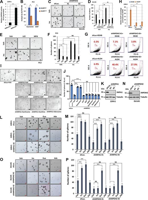 Inositol promotes PCSCs via directly binding to IMPDH2. (A) IMPDH activity of adherent and spheroid in 22RV1 cells. The activity was normalized by protein concentration in each experimental group. The data were shown as the mean ± SEM of three independent experiments for each group. **, P < 0.01 by two-tailed unpaired t test. (B) The levels of guanosine and GMP in ALDHhigh and ALDHlow/− of PC3 cells were determined by metabolomics analysis. *, P < 0.05 by two-tailed uppaired t test. (C) Spheres from DU145 stably expressing shLuc or shIMPDH2 (#1 and #2) upon the treatment of vehicle (Veh) or 40 μM of inositol (Ins). Scale bar, 100 μm. (D) Quantification of the number of spheres from DU145 is shown in C. The data are shown as the mean ± SEM of three independent experiments for each group. **, P < 0.01; NS, non-significant by two-tailed unpaired t test. (E) Spheres from PC3 cells upon 500 μM of LiCl, 10 μM of MPA, or 25 μM of Ins treatment for 4 days. Scale bar, 100 μm. (F) Quantification of sphere number from PC3 by ImageJ shown in E. The data are shown as the mean ± SEM of three independent experiments for each group. **, P < 0.01; NS, non-significant by two-tailed unpaired t test. (G) 22RV1 cells stably expressing shLuc or shIMPDH2 (#1 and #2) incubated with ALDEFLUOR for 45 min. FACS profiles represent DEAB control and ALDH staining in each group. The gate (P3) was set according to DEAB control. (H) Quantification of relative ALDH positive cells normalized by DEAB control according to the gate (P3) is shown as the mean ± SEM of three independent experiments for each group. **, P < 0.01 by two-tailed unpaired t test. DEAB, ALDH inhibitor. (I) Cancer sphere formation in 22RV1 cells expressing shLuc and shIMPA1 #1 upon vehicle, 40 μM of inositol, 40 μM of guanosine, 100 μM of GTP, 100 μM of GDP, 50 μM of cGMP, 3 μM of xanthosine, 3 μM of xanthine and 40 μM of adenosine. The concentrations of treatment were close to the reported physiological ranges (Traut, 1994). Scale bar, 100 μm. (J) Quantification of the number of cancer sphere formations with over 50 μm of diameter from A. The data were shown as the mean ± SEM of three independent experiments for each group. ***, P < 0.001; NS, non-significant by two-tailed unpaired t test. (K and N) Immunoblotting of 22RV1 (N) stably expressing shLuc or shIMPA1 (#1 and #2) and DU145 (Q) stably expressing shLuc or shIMPDH2 (#1 and #2) with indicated antibodies. Immunoblotting data were verified in at least two independent experiments. (L and O) Spheres from 22RV1 (L) or DU145 (O) stably expressing shLuc, IMPA1-two specific shRNA lentivirus (#1 and #2), or IMPDH2-two specific shRNA lentivirus (#1 and #2) upon vehicle (Veh), 40 μM of inositol (Ins), 40 μM of guanosine (Gua) or 40 μM of adenosine (Ade) treatment for 4 days. Scale bar, 100 μm. (M and P) Quantification of the number of spheres from L and O for M and P, respectively, was shown. Data are shown as the mean ± SEM of three independent experiments for each group. **, P < 0.01; NS, non-significant by two-tailed unpaired t test. Source data are available for this figure: SourceData F7.