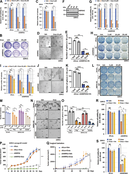 IMPA1/inositol/IMPDH2 confers enzalutamide resistance. (A and G) Relative cell viability of 22RV1 cells stably expressing shLuc, shIMPA1 (#1 and #2) (A), or shIMPDH2 (#1, #2 and #3) (G) upon vehicle (Veh), 5, or 10 μM of enzalutamide (Enza) treatment for 48 h were determined by CCK-8. The data are shown as the mean ± SEM of three independent experiments for each group. *, P < 0.05; **, P < 0.01; ***, P < 0.001; non-significant by two-tailed unpaired t test. (B) Colony formation assay of 22RV1 cells stably expressing shLuc or shIMPA1 upon vehicle (Veh), 5 or 10 μM of enzalutamide (Enza) treatment every 2 days for 14 days. (C) Quantification of colony number from B by ImageJ was shown. The data were shown as the mean ± SEM of three independent experiments for each group. *, P < 0.05; **, P < 0.01; non-significant by two-tailed unpaired t test. (D) Cancer sphere formation in 22RV1 cells stably expressing shLuc and shIMPA1 #1 upon vehicle (Veh) and 10 μM of enzalutamide (Enza) treatment. Scale bar, 100 μm. (E and K) Quantification of the number of cancer sphere formations with over 50 μm of diameter from D and J to E and K. The data are shown as the mean ± SEM of three independent experiments for each group. **, P < 0.01; ***, P < 0.001; NS, non-significant by two-tailed unpaired t test. (F) Immunoblotting of 22RV1 cells stably expressing IMPDH2 (#1, #2, and #3) with indicated antibodies. (H) Colony formation assay of 22RV1 cells stably expressing shLuc or shIMPDH2 (#1 and #2) upon vehicle (Veh), 5, 10, or 20 μM of enzalutamide (Enza) treatment every 2 days for 14 days. (I) Quantification of colony number from H by ImageJ was shown. (J) Cancer sphere formation in 22RV1 cells stably expressing shLuc and shIMPDH2 #1 upon vehicle (Veh) and 10 μM of enzalutamide (Enza) treatment. Scale bar, 100 μm. (L) Colony formation assay of 22RV1 scramble (Scram.) or IMPA1 knockout (KO) cells by CRISPR/Cas9 upon Flag vector, Flag-IMPA1 (WT) and Flag-IMPA1 D220A (D220A) overexpression in response to vehicle (Veh), 5 or 10 μM of enzalutamide (Enza) treatment every 2 days for 14 days. (M) Quantification of colony number from L by ImageJ was shown. The data were shown as the mean ± SEM of three independent experiments for each group. **, P < 0.01; ***, P < 0.001; non-significant by two-tailed unpaired t test. (N) Cancer sphere formation in 22RV1 cells upon Scramble (Scram.) with Flag, IMPA1 knockout (KO) with Flag, Flag-IMPA1WT (WT), and Flag-IMPA1D220A (D220A) in response to the treatment of vehicle (Veh) and 10 μM of enzalutamide (Enza) treatment. Scale bar, 100 μm. (O) Quantification of the number of cancer sphere formations with over 50 μm of diameter from N–O. The data are shown as the mean ± SEM of three independent experiments for each group. **, P < 0.01; ***, P < 0.001; NS, non-significant by two-tailed unpaired t test. (P) Male nude mice subcutaneously injected with 22RV1 cells stably expressing shLuc or shIMPA1 were intraperitoneally injected with vehicle (Veh) or 5 mg/kg of enzalutamide (Enza) every 2 days for 40 days, and tumor volume was measured with indicated days. Five mice were included in each experimental group. (Q) Surgically castrated NOD/SCID mice subcutaneously injected with 22RV1 cells upon shLuc and shIMPA1 were intraperitoneally injected with vehicle or 5 mg/kg of enzalutamide (Enza) three times a week for 6 wk and tumor volume was measured with indicated days. Five mice were included in each experimental group. (R) Relative cell viability of 22RV1 cells stably expressing shLuc or shIMPA1 upon vehicle (Veh), 5 μM of enzalutamide (Enza), 80 μM of inositol (Ins), or 80 μM of guanosine (Gua) for 72 h treatment was determined by CCK-8. The data are shown as the mean ± SEM of three independent experiments for each group. *, P < 0.05; NS, non-significant by two-tailed unpaired t test. (S) Relative cell viability of 22RV1 cells stably expressing shLuc or shIMPDH2 upon vehicle (Veh), 5 μM of enzalutamide (Enza), 80 μM of inositol (Ins), or 80 μM of guanosine (Gua) for 72 h treatment was determined by Cell Counting Kit-8 (CCK-8). The data are shown as the mean ± SEM of three independent experiments for each group. *, P < 0.05; **, P < 0.01; NS, non-significant by two-tailed unpaired t test. Source data are available for this figure: SourceData F9.
