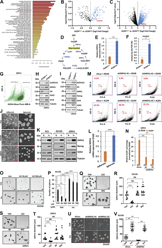Inositol decline by IMPA1 loss impairs cancer sphere formation and ALDHhighPCSCs. (A) Gene ontology enrichment analysis reveals the upregulated metabolism pathways in ALDH-positive (ALDHhigh) PC3 cells compared with ALDH-negative (ALDHlow/−) PC3 cells. (B and C) Volcano plot shows upregulation of genes and metabolites in ALDHhigh compared with ALDHlow/− of LNCaP cells. LNCaP cells were isolated using FACS based on ALDH expression. (D) The graph represents the pathway of the PI cycle. (E) The graph represents the expression levels of IMPA1 from DNA microarray in ALDHhigh and ALDHlow/− PC3 cells. (F) The levels of inositol from metabolomics in ALDHhigh and ALDHlow/− of PC3 cells. (G) Dot plot of sorted ALDHhigh and ALDHlow/− 22RV1 cells population. (H) Immunoblotting of ALDHlow/− and ALDH+ 22RV1 cells from cell sorting using ALDEFLUOR kit with indicated antibodies. Immunoblotting data were verified in at least two independent experiments. (I) Immunoblotting of ALDHhigh and ALDHlow/− LNCaP cells from cell sorting using ALDEFLUOR kit with indicated antibodies. Immunoblotting data were verified in at least two independent experiments. (J) The phase contrast shows the images of adherent and spheroid PC3, DU145, and 22RV1 cells. Scale bar, 100 μm. (K) Immunoblotting of adherent and spheroid PC3, DU145, and 22RV1 cells. Immunoblotting data were verified in at least two independent experiments. (L) The graph represents relative mRNA expression levels of IMPA1 in adherent and spheroid PC3 cells. (M) 22RV1 cells stably expressing shLuc, shIMPA1 (#1 and #2) incubated with ALDEFLUOR for 45 min. FACS profiles represent DEAB control and ALDH staining in each group. The gate (P3) was set according to DEAB control. (N) Quantification of relative ALDH positive cells normalized by DEAB control according to the gate (P3) from J is shown as the mean ± SEM of three independent experiments for each group. **, P < 0.01 by two-tailed unpaired t test. DEAB, ALDH inhibitor. (O) Spheres from DU145 upon vehicle (Veh), 25 μM of inositol (Ins), or 50 and 500 μM of LiCl treatment for 4 days. Scale bar, 100 μm. (P) Quantification of number of spheres from DU145 (O) was shown as the mean ± SEM of three independent experiments for each group. *, P < 0.05; **, P < 0.01; ***, P < 0.001 by two-tailed unpaired t test. (Q and S) Sphere forming cells from DU145 (N) and 22RV1 (P) upon vehicle (Veh), inositol (Ins), 500 μM of LiCl, 10 μM of SB216763 or BIO treatment. Scale bar, 100 μm. (R and T) Quantification of the size of spheres for R and T from DU145 (Q) and 22RV1 (S) upon the vehicle or 10 μM of inositol (Ins) treatment was shown as the mean ± SEM of three independent experiments for each group. ***, P < 0.001; NS, non-significant by two-tailed unpaired t test. (U) Spheres from DU145 stably expressing shLuc or IMPA1-two specific shRNA lentivirus (#1 and #2) upon vehicle (Veh) or 25 μM of inositol treatment (Ins). Scale bar, 100 μm. (V) Quantification of the size of spheres shown in R. At least five images of phase contrast were randomly captured, followed by using ImageJ software analysis. **, P < 0.01 by two-tailed unpaired t test. Source data are available for this figure: SourceData FS1.