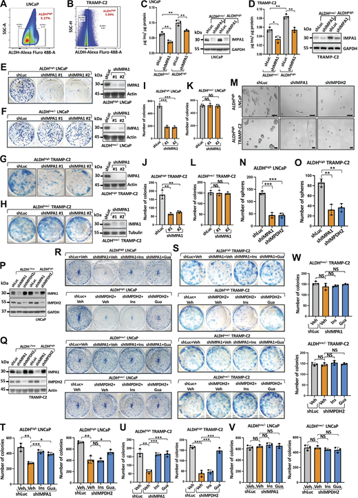 IMPA1/inositol/IMPDH2 pathway maintains the proliferation of ALDHhighcells, but not ALDHlow/−cells. (A and B) Dot plot of sorted ALDHhigh and ALDHlow/− LNCaP (A) and TRAMP-C2 (B) cells population. (C and D) Inositol levels were determined by K-INOSL assay kit according to the manufacturer’s instructions. The inositol levels were normalized by protein concentration in each experimental group. Three independent experiments were performed. *, P < 0.05; **, P < 0.01 by two-tailed unpaired t test. Immunoblotting of ALDHhigh and ALDHlow/− LNCaP cells and ALDHhigh and ALDHlow/− TRAMP-C2 cells with indicated antibodies. (E–H) Colony formation of ALDHhigh (E and G) and ALDHlow/− (F and H) LNCaP cells and TRAMPC-C2 cells upon shLuc and shIMPA1 (#1 and #2). Immunoblotting of ALDHhigh (E and G) and ALDHlow/− (F and H) LNCaP cells and TRAMP-C2 cells stably expressing shLuc and shIMPA1 (#1 and #2). (I–L) Quantification of number of colonies of ALDHhigh (I and J) and ALDHlow/− (K and L) LNCaP cells (I and K) and TRAMPC-C2 cells (J and L). The data are shown as the mean ± SEM of three independent experiments for each group. **, P < 0.01; ***, P < 0.001; NS, non-significant by two-tailed unpaired t test. (M) Cancer sphere formation in ALDHhigh LNCaP and ALDHhigh TRAMP-C2 cells upon shLuc, shIMPA1 #1 and shIMPDH2 #1. Scale bar, 100 μm. (N and O) Quantification of cancer sphere formation of ALDHhigh LNCaP cells (N) and ALDHhigh TRAMP-C2 cells (O) from M. The data are shown as the mean ± SEM of three independent experiments for each group. **, P < 0.01; ***, P < 0.001 by two-tailed unpaired t test. (P and Q) Immunoblotting of ALDHhigh and ALDHlow/− LNCaP (P) and TRAMP-C2 (Q) cells stably expressing shLuc, shIMPA1 #1, or shIMPDH2 #1 with indicated antibodies. Immunoblotting data were verified in at least two independent experiments. (R and S) Colony formation of ALDHhigh or ALDHlow/− LNCaP (R) and TRAMP-C2 (S) cells stably expressing shLuc, shIMPA1 #1, or shIMPDH2 #1 upon vehicle, 80 μM of inositol (Ins), and 80 μM of guanosine (Gua) treatment. (T–W) Quantification of number of colonies of ALDHhigh (T and U) or ALDHlow/− (V and W) LNCaP (T and V) and TRAMP-C2 (U and W) cells upon shLuc, shIMPA1 #1, shIMPDH2 #1 with vehicle, 80 μM of inositol (Ins), and 80 μM of guanosine (Gua) treatment from R and S. The data were shown as the mean ± SEM of three independent experiments for each group. *, P < 0.05; **, P < 0.01; ***, P < 0.001 by two-tailed unpaired t test. Source data are available for this figure: SourceData FS2.