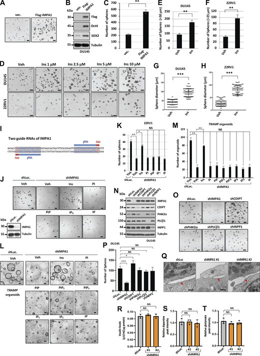 Inositol directly maintains cancer stemness in prostate cancer spheres and tumor organoids independently of its downstream PI cycle. (A) Spheres from DU145 stably expressing Flag vector or Flag-IMPA1 lentivirus. Scale bar, 100 μm. (B) The cell lysates of spheres from DU145 stably expressing Flag vector or Flag-IMPA1 lentivirus were subjected to immunoblotting with indicated antibodies. (C) Quantification of number of spheres from DU145 (A) was shown as the mean ± SEM of three independent experiments for each group. **, P < 0.001 by two-tailed unpaired t test. (D) Representative images of spheres from DU145 and 22RV1 upon 1, 2.5, 5, and 10 μM of inositol treatment for 4 days. Scale bar, 150 μm. (E–H) Quantification of the size and number of spheres from DU145 (E and G) and 22RV1 (F and H) upon the vehicle or 10 μM of inositol (Ins) treatment is shown as the mean ± SEM of three independent experiments for each group. **, P < 0.01 by two-tailed unpaired t test. (I) Illustration of cDNA sequence of IMPA1 targeted by the gRNA pairs. (J) Photographs of spheres from 22RV1 cells stably expressing shLuc or shIMPA1 upon the treatment of vehicle (Veh), 25 μM of inositol (Ins), 4 μM of PI, phosphatidylinositol 4-phosphate (PIP), phosphatidylinositol 4,5-bisphosphate (PIP2), phosphatidylinositol 3,4,5-trisphosphate (PIP3), 25 μM of inositol 1,3,4-trisphosphate (IP3), inositol 1,4-bisphosphate (IP2), or inositol 4-phosphate (IP). Immunoblotting of 22RV1 cells stably expressing shLuc or shIMPA1 with indicated antibodies. Scale bar, 100 μm. (K) Quantification of the number of spheres from 22RV1 (J) was shown as the mean ± SEM of three independent experiments for each group. *, P < 0.05; **, P < 0.01; NS, non-significant by two-tailed unpaired t test. (L) Tumor organoids from TRAMP expressing shLuc or shIMPA1 upon the treatment of vehicle (Veh) or 25 μM of inositol (Ins), 4 μM of PI, phosphatidylinositol 4-phosphate (PIP), phosphatidylinositol 4,5-bisphosphate (PIP2), phosphatidylinositol 3,4,5-trisphosphate (PIP3), 25 μM of inositol 1,3,4-trisphosphate (IP3), inositol 1,4-bisphosphate (IP2) or inositol 4-phosphate (IP) were shown. Scale bar, 100 μm. (M) Quantification of the number of tumor organoids from TRAMP was shown as the mean ± SEM of three independent experiments for each group. **, P < 0.01; NS, non-significant by two-tailed unpaired t test. (N) Immunoblotting of DU145 cells stably expressing shLuc, shIMPA1, shCDIPT, shPI4K2α, shPLCβ1, or shINPP1 with indicated antibodies. (O) Photographs of spheres from DU145 cells stably expressing shLuc, shIMPA1, shCDIPT, shPI4K2α, shPLCβ1, or shINPP1. Scale bar, 100 μm. (P) Quantification of the number of spheres from DU145 (O) was shown as the mean ± SEM of three independent experiments for each group. *, P < 0.05; ***, P < 0.001; NS, non-significant by two-tailed unpaired t test. (Q) The images of the EM represent the cell membrane from DU145 cells stably expressing shLuc and shIMPA1 (#1 and #2). The red arrow indicates cell membrane. (R) Insulin levels were determined by human insulin ELISA kit (Elabscience) in ALDHhigh LNCaP cells upon shLuc and shIMPA1 (#1 and #2). NS, non-significant. (S and T) The levels of dopamine (S) and glutamine (T) were determined by LC-MC/MS in 22RV1 cells upon shLuc and shIMPA1 (#1 and #2). NS, non-significant. Triplicate samples in each group were performed for LC-MS/MS. Source data are available for this figure: SourceData FS3.