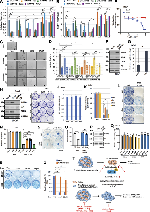 IMPA1/inositol/IMPDH2 axis maintains EZH2 expression and PCSCs with ARlow/−features and endows enzalutamide resistance. (A) Relative gene expression of IMPA1, EZH2, SOX2, and MYCN in 22RV1 cells stably expressing shLuc or shIMPA1 upon overexpression of Vec. (vector), EZH2, SOX2, and MYCN, followed by qRT-PCR. Data were shown as the mean ± SEM of three independent experiments for each group. *, P < 0.05; NS, non-significant by two-tailed unpaired t test. (B) Relative gene expression of IMPDH2, EZH2, SOX2, and MYCN in 22RV1 cells stably expressing shLuc or shIMPDH2 upon overexpression of Vec. (vector), EZH2, SOX2, and MYCN followed by qRT-PCR. The data are shown as the mean ± SEM of three independent experiments for each group. *, P < 0.05; NS, non-significant by two-tailed unpaired t test. (C) Spheres from 22RV1 stably expressing shLuc or shIMPA1 (#1 and #2) upon overexpression of Vec. (vector), EZH2, SOX2, and MYCN are shown. Scale bar, 100 μm. (D) Quantification of the number of spheres from C is shown as the mean ± SEM of three independent experiments for each group for 22RV1. *, P < 0.05; NS, non-significant by two-tailed unpaired t test. (E) Cell viability was determined by CCK-8 assay upon indicated doses of enzalutamide treatment for 48 h in LNCaP EnzaS and EnzaR cells. (F) Immunoblotting of LNCaP EnzaS and EnzaR cell lines with indicated antibodies. (G) The levels of inositol in LNCaP EnzaS and EnzaR cell lines was determined by K-INOSL assay kit. The inositol levels were normalized by protein concentration in each experimental group. Three independent experiments were performed for the statistic of a two-tailed unpaired t test. **, P < 0.01. (H) Immunoblotting of LNCaP EnzaS and EnzaR cell lines expressing scramble (Scram.) and CRISPR/Cas9 IMPA1 knockout (IMPA1 KO) with indicated antibodies. Immunoblotting data were verified in at least two independent experiments. (I) Colony formation assay of LNCaP cells upon vehicle (Veh), 2 or 5 μM of enzalutamide (Enza), 40 μM of inositol (Ins), 40 μM of guanosine (Gua), or 40 μM of adenosine (Ade) treatment every 2 days for 14 days. (J) MTT assay of LNCaP cells upon vehicle (Veh), 40 μM of inositol (Ins), 40 μM of guanosine (Gua), or 40 μM of adenosine (Ade) treatment for 72 h. The data are shown as the mean ± SEM of three independent experiments for each group. NS, non-significant by two-tailed unpaired t test. (K) MTT assay of LNCaP cells upon vehicle (Veh), 10 μM of enzalutamide (Enza), 40 μM of inositol (Ins), 40 μM of guanosine (Gua), or 40 μM of adenosine (Ade) treatment for 72 h. The data were shown as the mean ± SEM of three independent experiments for each group. *, P < 0.05; **, P < 0.01; NS, non-significant by two-tailed unpaired t test. (L) Colony formation of LNCaP cells upon vehicle (Veh), 10 μM of enzalutamide (Enza), 40 μM of inositol (Ins), 40 μM of guanosine (Gua), or 40 μM of adenosine (Ade) treatment every 2 days for 14 days. (M) Quantification of the number of colonies from L–M by using ImageJ software. The data are shown as the mean ± SEM of three independent experiments for each group. **, P < 0.01; ***, P < 0.001; NS, non-significant by two-tailed unpaired t test. (N) Colony formation assay of LNCaP cells by seeding 4,000 cells upon pLKO vector or pLKO-IMPA1 stably expression in response to vehicle (Veh) and 10 μM of enzalutamide (Enza) treatment every 2 days for 14 days. (O) Quantification of number of colonies from N was shown. The data were shown as the mean ± SEM of three independent experiments for each group. **, P < 0.01; NS, non-significant by two-tailed unpaired t test. (P) Immunoblotting of LNCaP stably expressing pLKO or pLKO-IMPA1 with indicated antibodies. Immunoblotting data were verified in at least two independent experiments. (Q) PNT1A cells were treated with the concentration of MPA, MZB, and LiCl as indicated for 72 h, followed by CCK-8 assay. The data are shown as the mean ± SEM of three independent experiments for each group. NS, non-significant by two-tailed unpaired t test. (R) Colony formation assay of PDX tumor cells isolated from PDX tumors or LNCaP cells by seeding 2,000 cells upon vehicle (Veh), 5, 10, and 20 μM of enzalutamide (Enza) treatment for 14 days. (S) Relative cell viability of EnzaS LNCaP cells and PDX cells upon vehicle (Veh), 10 or 50 μM of enzalutamide (Enza) treatment for 48 h were determined by CCK-8. The data were shown as the mean ± SEM of three independent experiments for each group. ***, P < 0.001; NS, non-significant by two-tailed unpaired t test. (T) Working model for the role of IMPA1/inositol/IMPDH2 axis with PCSC properties to promote CRPC progression and ABT resistance. In the prostate hierarchical model, IMPA1/inositol/IMPDH2 axis maintains PCSC properties with ARlow/− features leading to CRPC progression and ABT resistance. Mechanistically, inositol directly binds to and activates IMPDH2 activity to promote guanylate purine metabolism. Notably, IMPA1/inositol/IMPDH2/guanosine axis serves as an upstream signal critical for maintaining PCSCs with ARlow/− features leading to CRPC and ABT resistance. Hence, pharmacological inhibition of IMPA1 or IMPDH2 eradicates PCSCs with ARlow/− features while it enhances AR+ luminal cell identity, leading to resensitizing ABT treatment. Thus, the combination of the IMPA1 inhibitor (LiCl) or IMPDH2 inhibitors (MZB or MPA) with ABT, enzalutamide (Enza), is a promising therapeutic strategy for targeting CRPC and overcoming ABT resistance. We therefore identify the critical role of the IMPA1/inositol/IMPDH2/guanosine axis as a master metabolic pathway for driving CRPC and ABT resistance. Source data are available for this figure: SourceData FS5. Refer to the image caption for details.