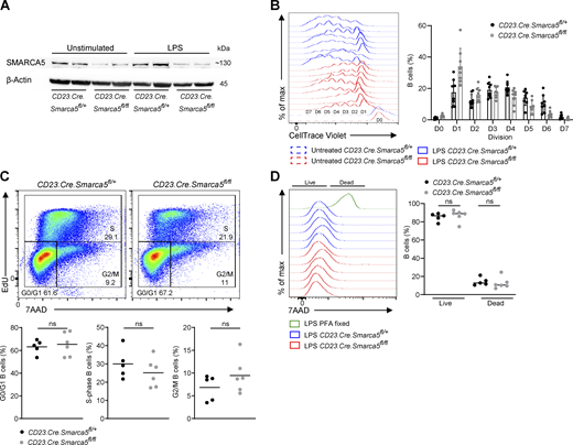 SMARCA5 is required for proper cell division and not for cell viability. (A) SMARCA5 protein expression was determined by western blot analysis of B cells that were either left unmanipulated or stimulated with LPS. Blots show two independent biological repeats. (B) Flow cytometry histograms of all repetitions related to Fig. 3 A, and quantification of CTV in each cell division of the in vitro proliferation of B cells treated with LPS (n = 8; two independent experiments). (C) Analysis of the different cell-cycle stages in LPS stimulated B cells by EdU incorporation and 7AAD DNA staining (n = 5–6; two independent experiments, two-tailed Student’s t test; ns, not significant). (D) Flow cytometry histograms and the fraction of live or dead cells measured by the viability dye 7AAD, of LPS-stimulated splenic B cells (n = 5–6; two independent experiments, one-way ANOVA; ns, not significant). Each dot in the graph represents a single mouse. Source data are available for this figure: SourceData FS2.