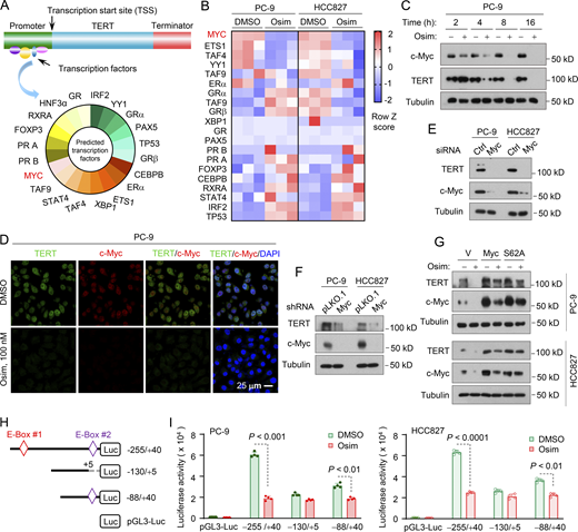 c-Myc suppression mediates downregulation of hTERT expression by osimertinib.(A) Putative transcriptional factors were predicted with PROMO program. (B) Alterations of transcriptional factors in RNA-seq data generated from both PC-9 and HCC827 cells treated with DMSO or 100 nM osimertinib (Osim) for 14 h presented in the heatmap (triplicate treatments). (C and D) PC-9 cells were exposed to 200 nM for the indicated times (C) or 24 h (D), (E) The indicated cell lines were transfected with the indicated siRNAs for 48 h. (F) The indicated cell lines were infected with lentiviruses carrying hTERT shRNA followed by puromycin selection. (G) The indicated cell lines expressing ectopic vector (V), WT, and mutant c-Myc genes, respectively, were exposed to DMSO or 200 nM osimertinib (Osim) for 16 h. After the aforementioned treatments, the proteins of interest were detected with western blotting (C and E–G) or IF (D). (H) Reporter constructs harboring the core hTERT promoter region and deleted regions. (I) The indicated cell lines were transfected with the given reporter constructs for 24 h followed by 200 nM osimertinib for another 16 h. Cells were then harvested for luciferase assay. The data are the means ± SD of four replicate determinations. Statistical differences were assessed with two-sided unpaired Student’s t test. Source data are available for this figure: SourceData F2.